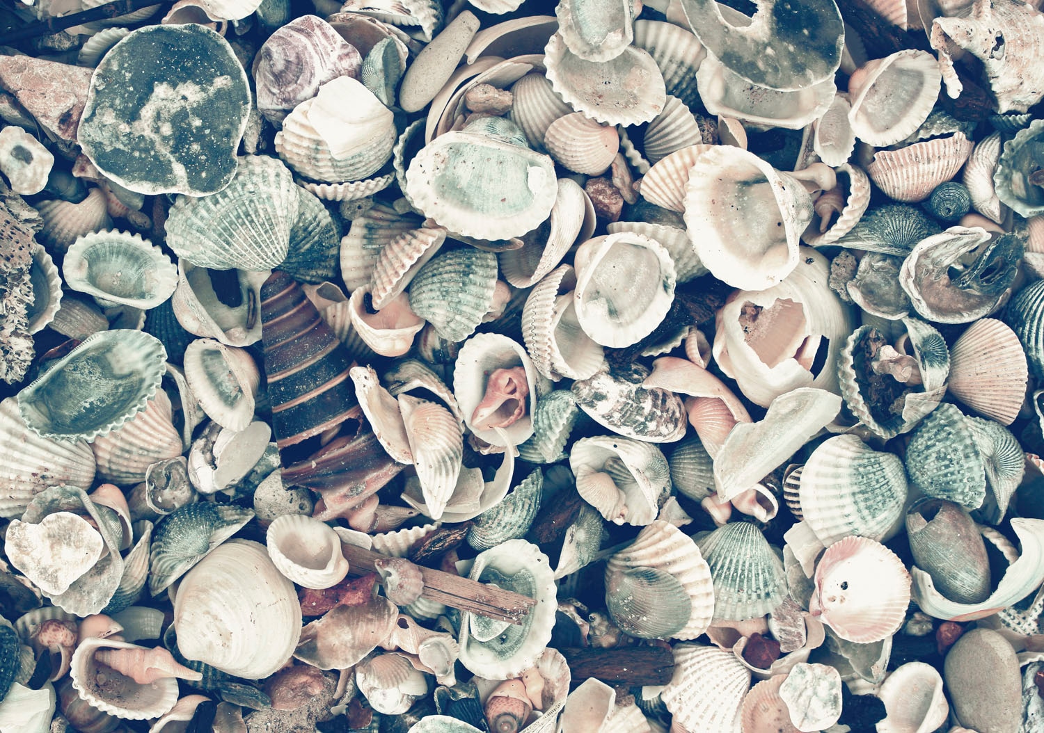 queence Acrylglasbild »Muscheln«, Strand-Foto-Stein-Spa-Spa Bilder, (1 St.), Fine Art-Print in Galeriequalität