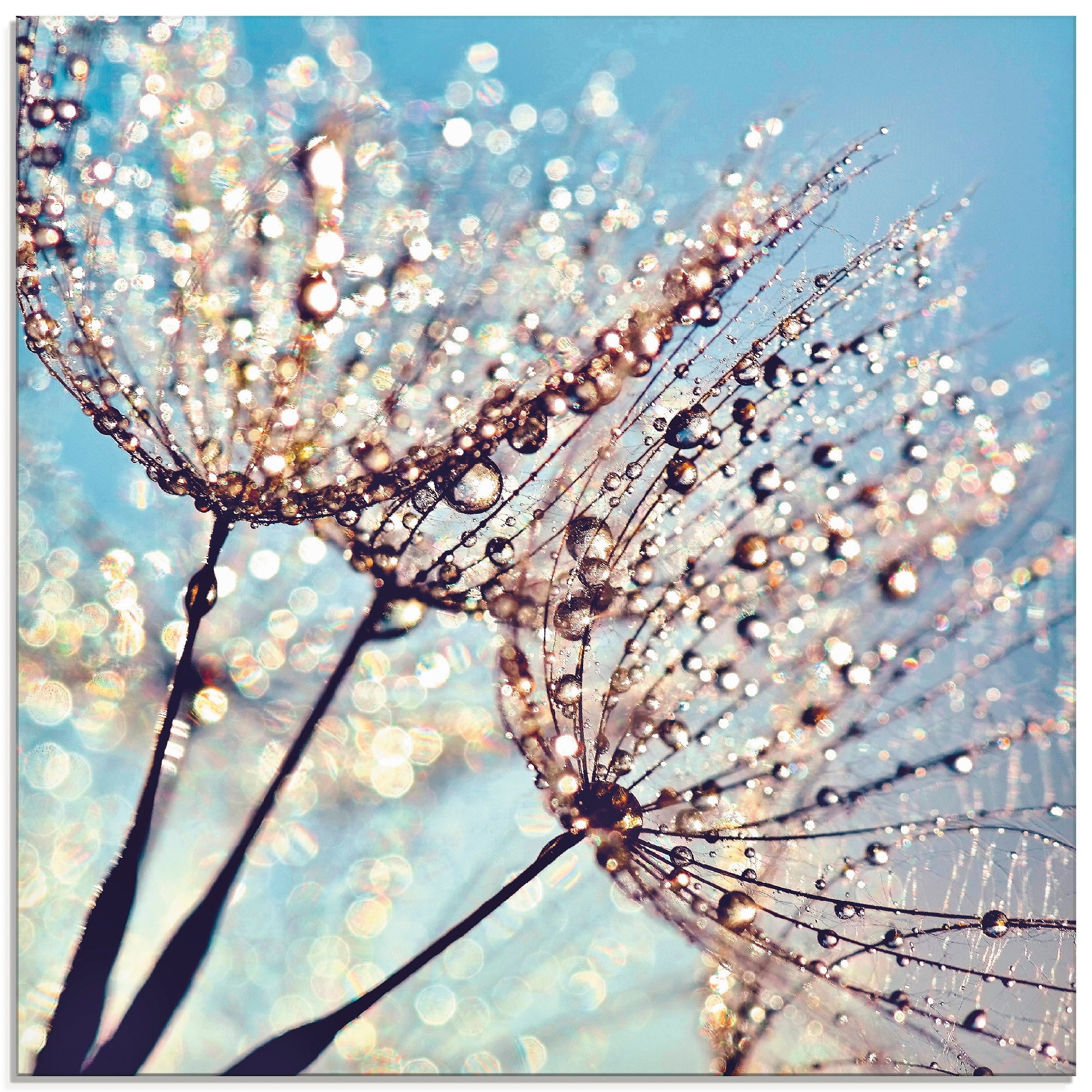 Glasbild »Pusteblume Tröpfchenfänger«, Blumen, (1 St.), in verschiedenen Größen