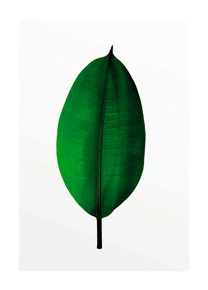 Komar Bild »Ficus Leaf«, Pflanzen-Blätter, (1 St.), Wandbild zur Dekoration - ohne Rahmen