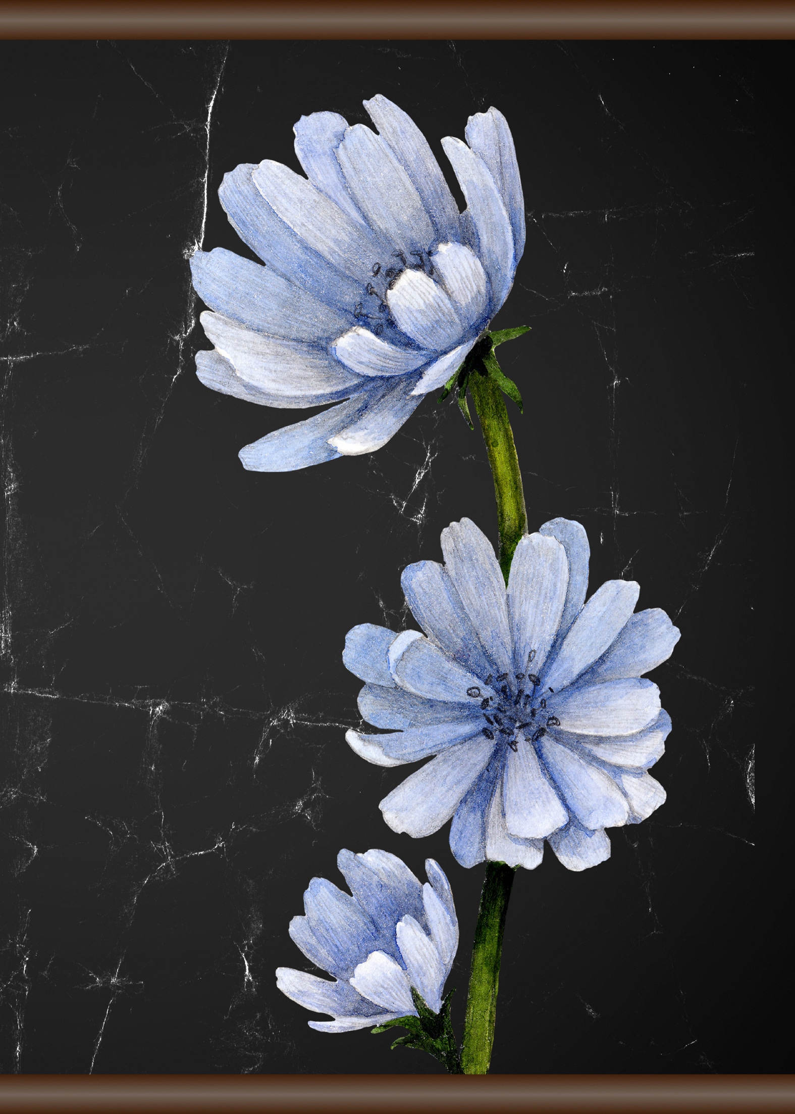 queence Leinwandbild »Blaue Blüte«, 50x70 cm online bei OTTO