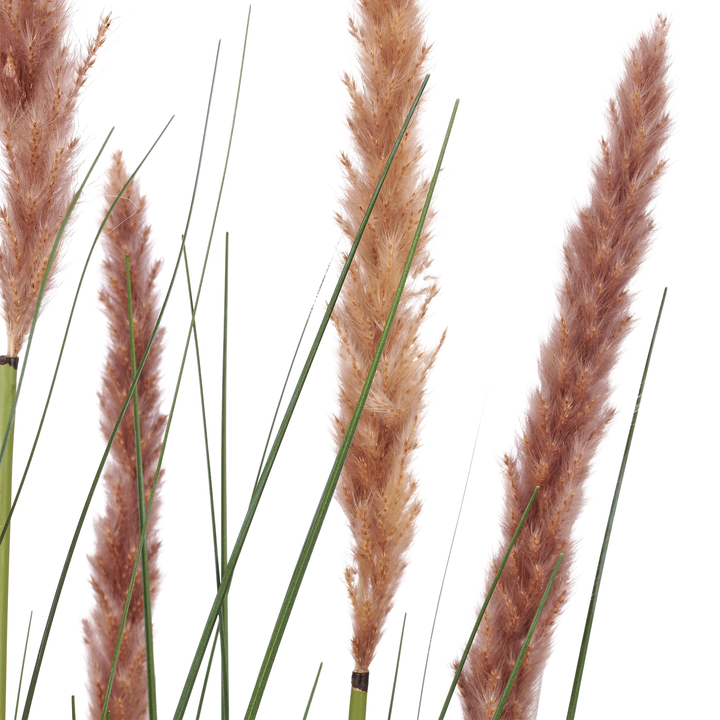 Creativ green Kunstgras »Grasbusch Cortaderia selloana« mit Naturwedeln