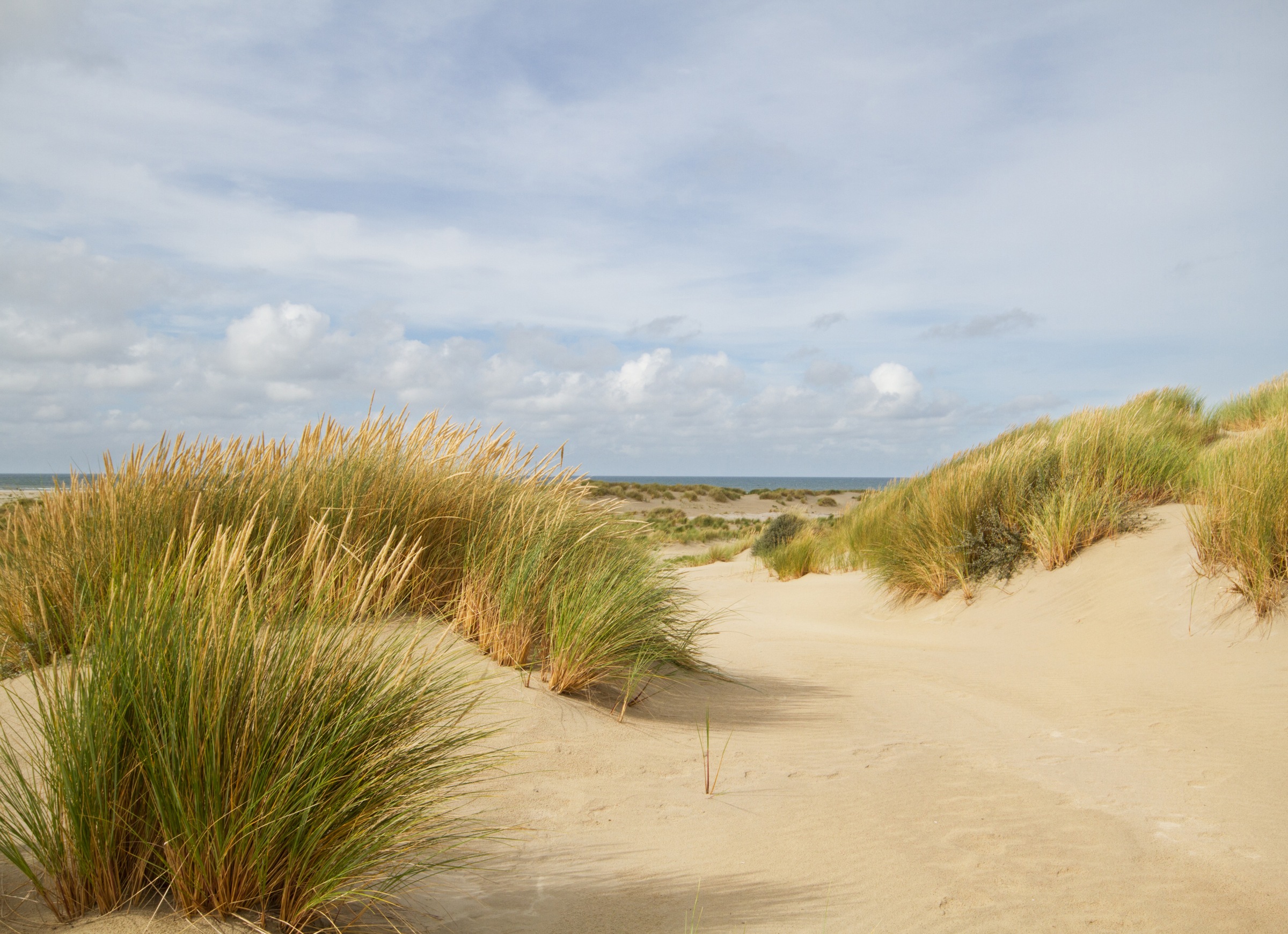 Papermoon Fototapete »Dunes Grass«