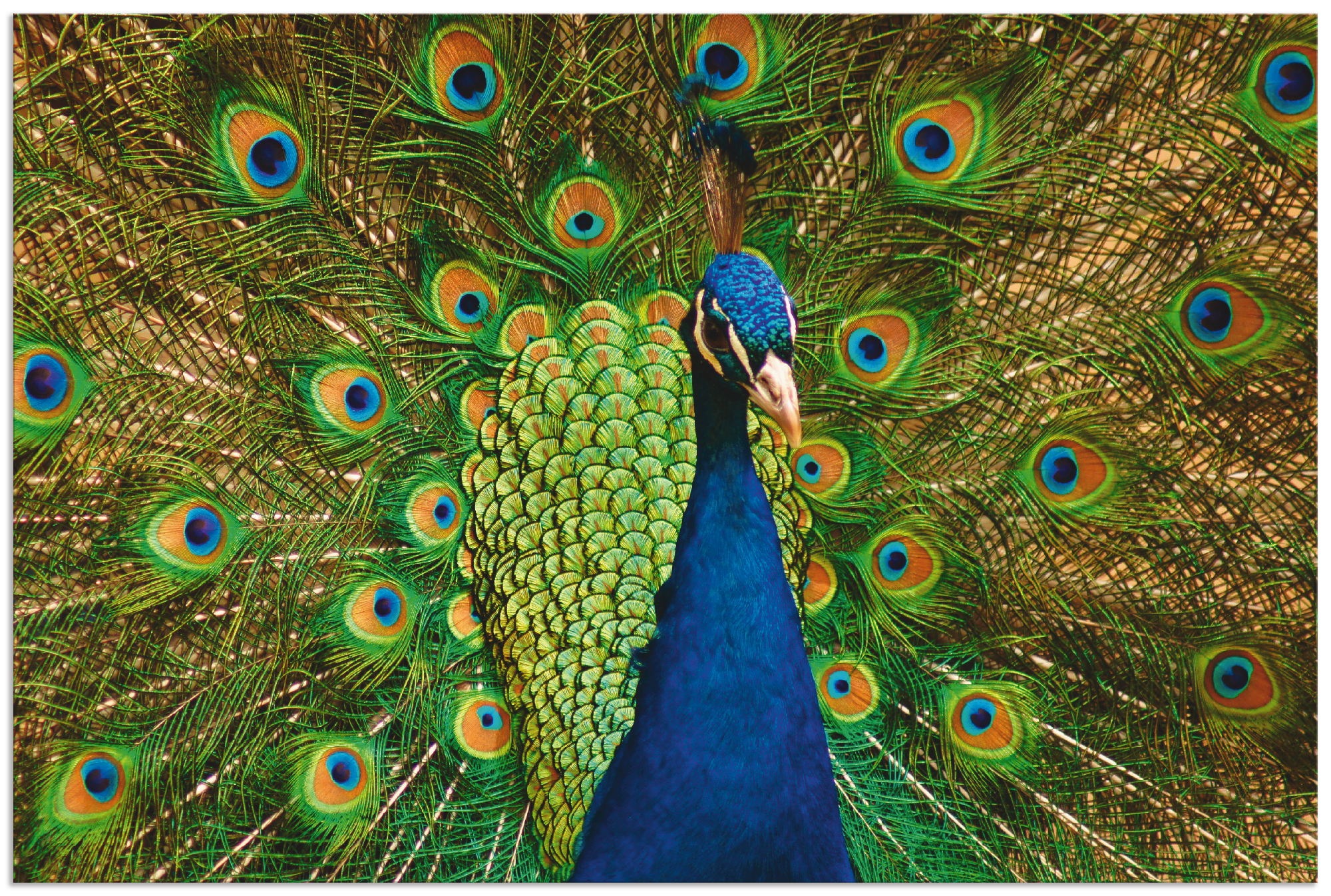 Artland Wandbild »Pfauen Schönheit«, Vögel, (1 St.), in vielen Größen & Produktarten - Alubild / Outdoorbild für den Außenbereich, Leinwandbild, Poster, Wandaufkleber / Wandtattoo auch für Badezimmer geeignet