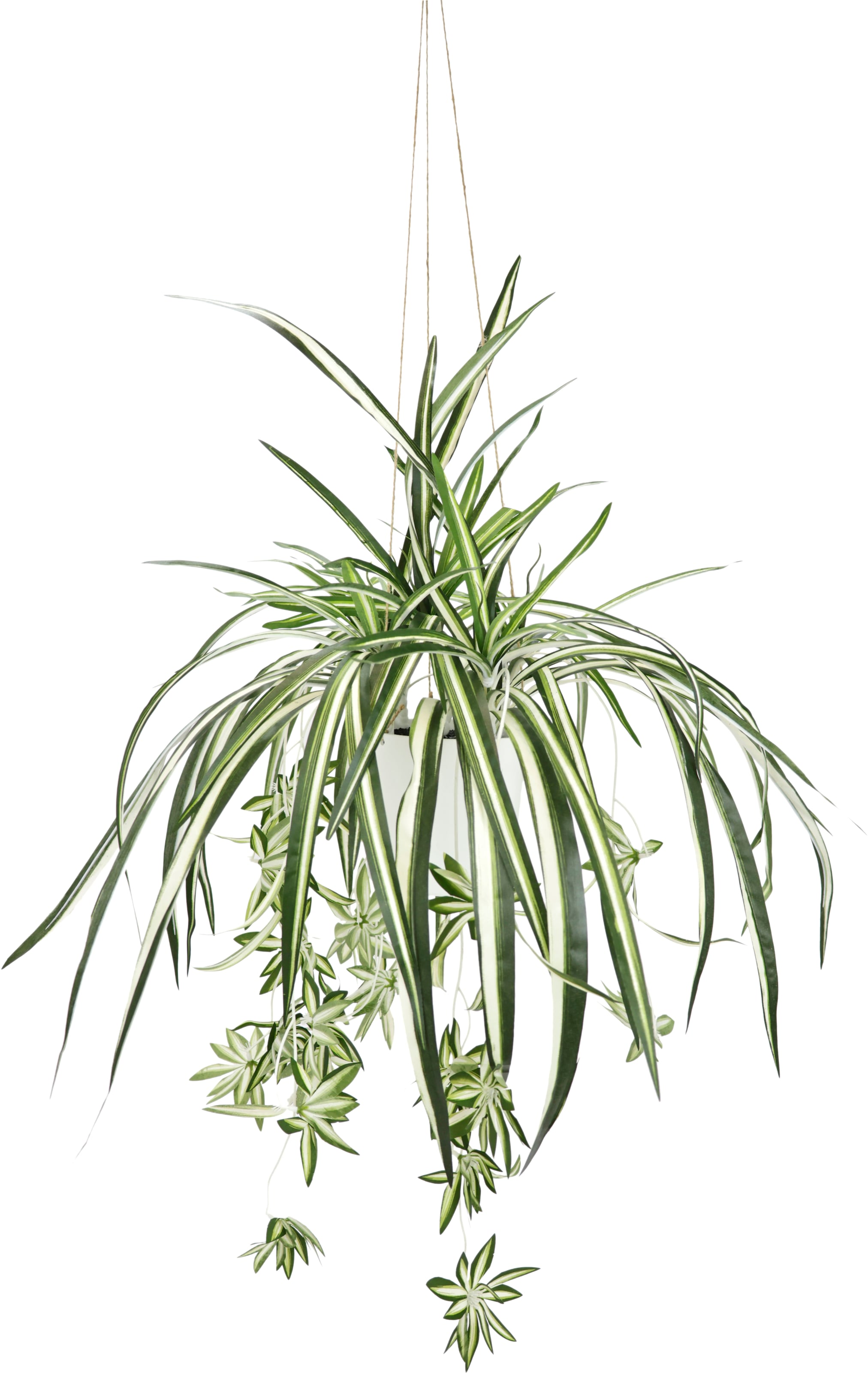 my home Kunstpflanze »Grünlilie«, Mit Hängeampe, künstliche Wasserlilie im  OTTO Online Shop