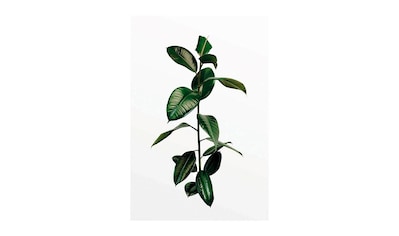 Komar Poster »Ficus Branch«, Pflanzen, Höhe: 40cm kaufen