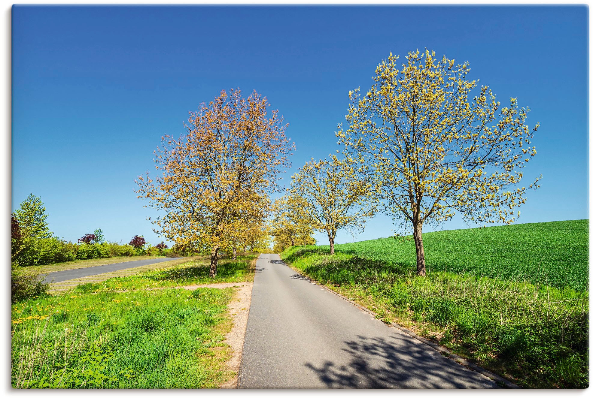 Artland Wandbild »Straße und Bäume bei Kuchelmiß«, Wiesen & Baumbilder, (1  St.), als Alubild, Leinwandbild, Wandaufkleber oder Poster in versch.  Größen im OTTO Online Shop