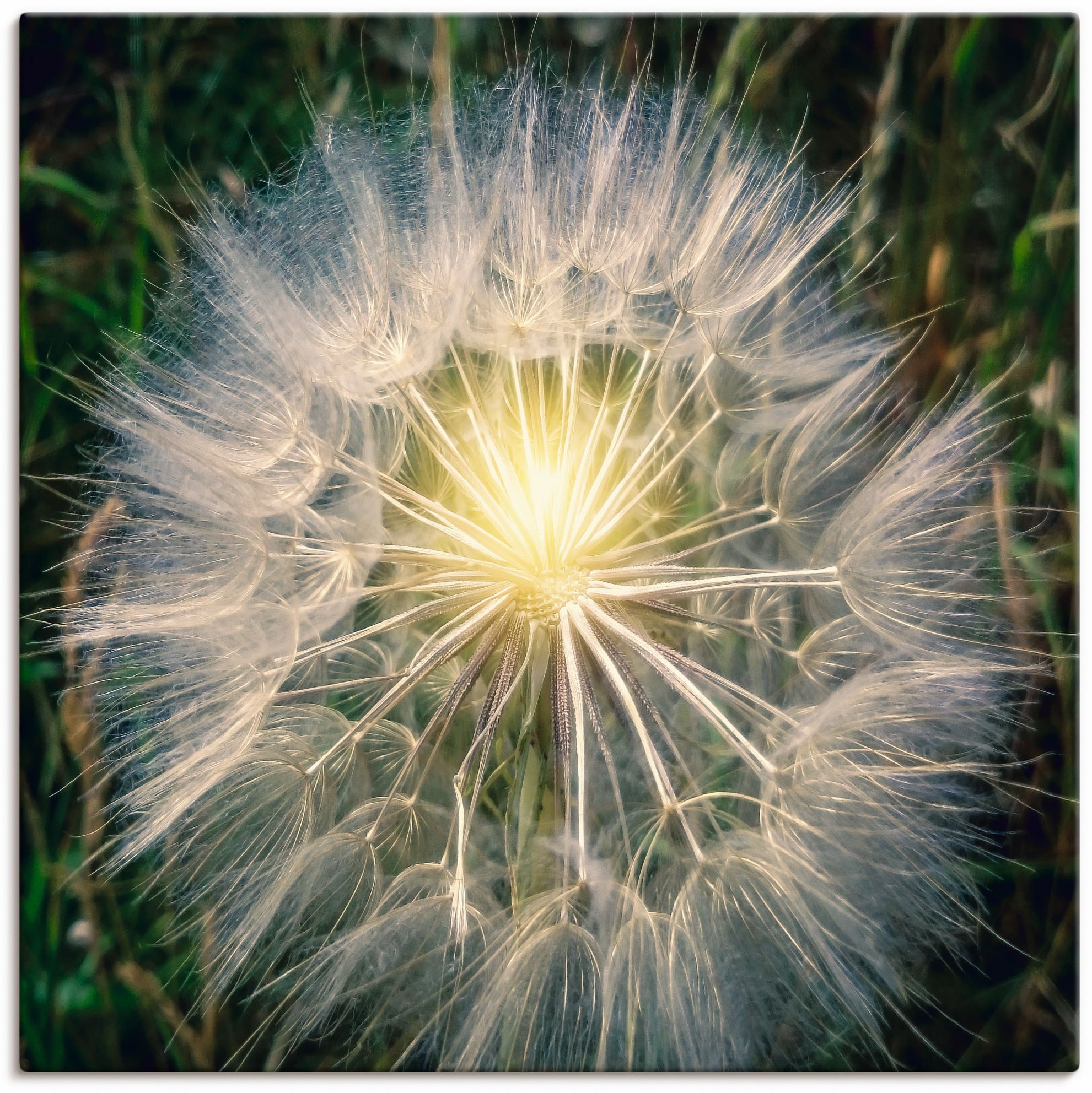 Licht«, »Pusteblume in Leinwandbild, (1 Wandbild Artland versch. Größen Blumenbilder, als OTTO bei oder Wandaufkleber online Poster kaufen St.), mit Makroaufnahme Alubild,