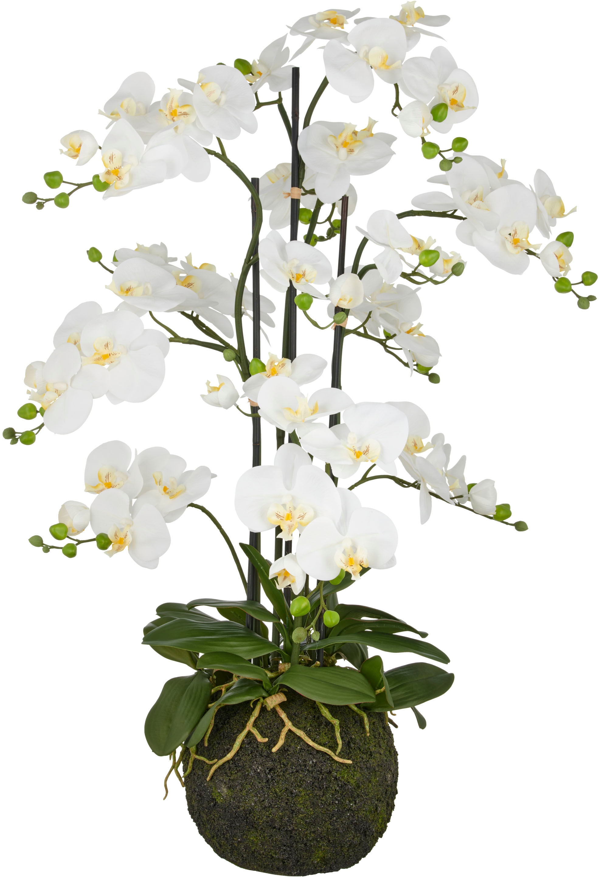 Creativ Green Kunstorchidee »Orchidee Phalaenopsis« mit künstlichem Erdballen in weiß, Größe B/H/L: 110 cm