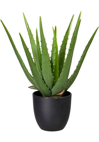 Creativ green Künstliche Zimmerpflanze »Aloe«, (1 St.) kaufen