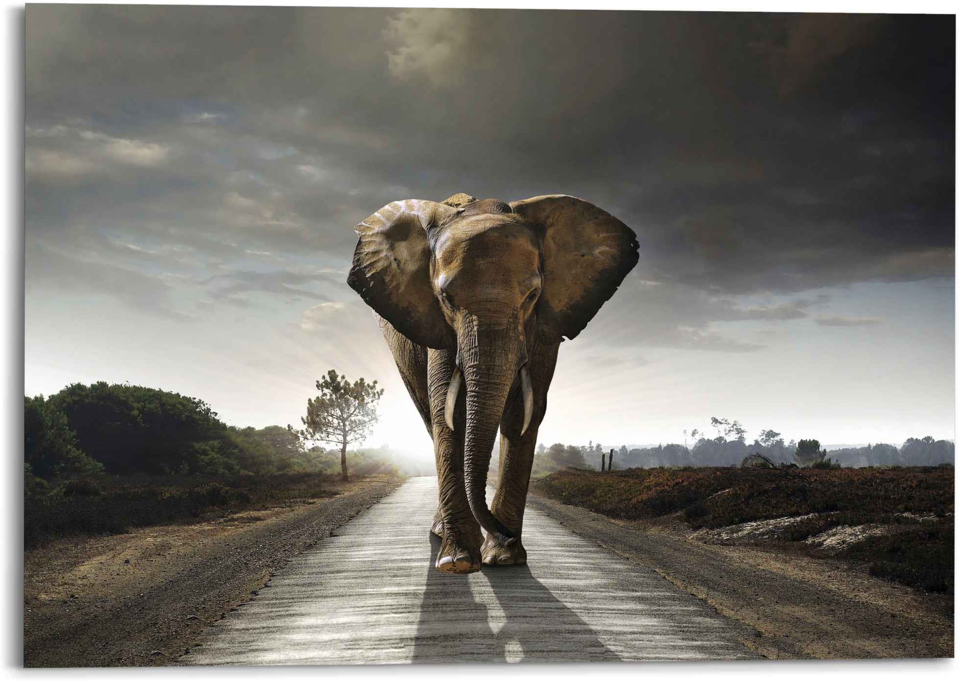 Reinders! Wandbild »Elefantenkönig Tiermotiv - Elefant - Natur«, (1 St.)  kaufen im OTTO Online Shop | Kunstdrucke