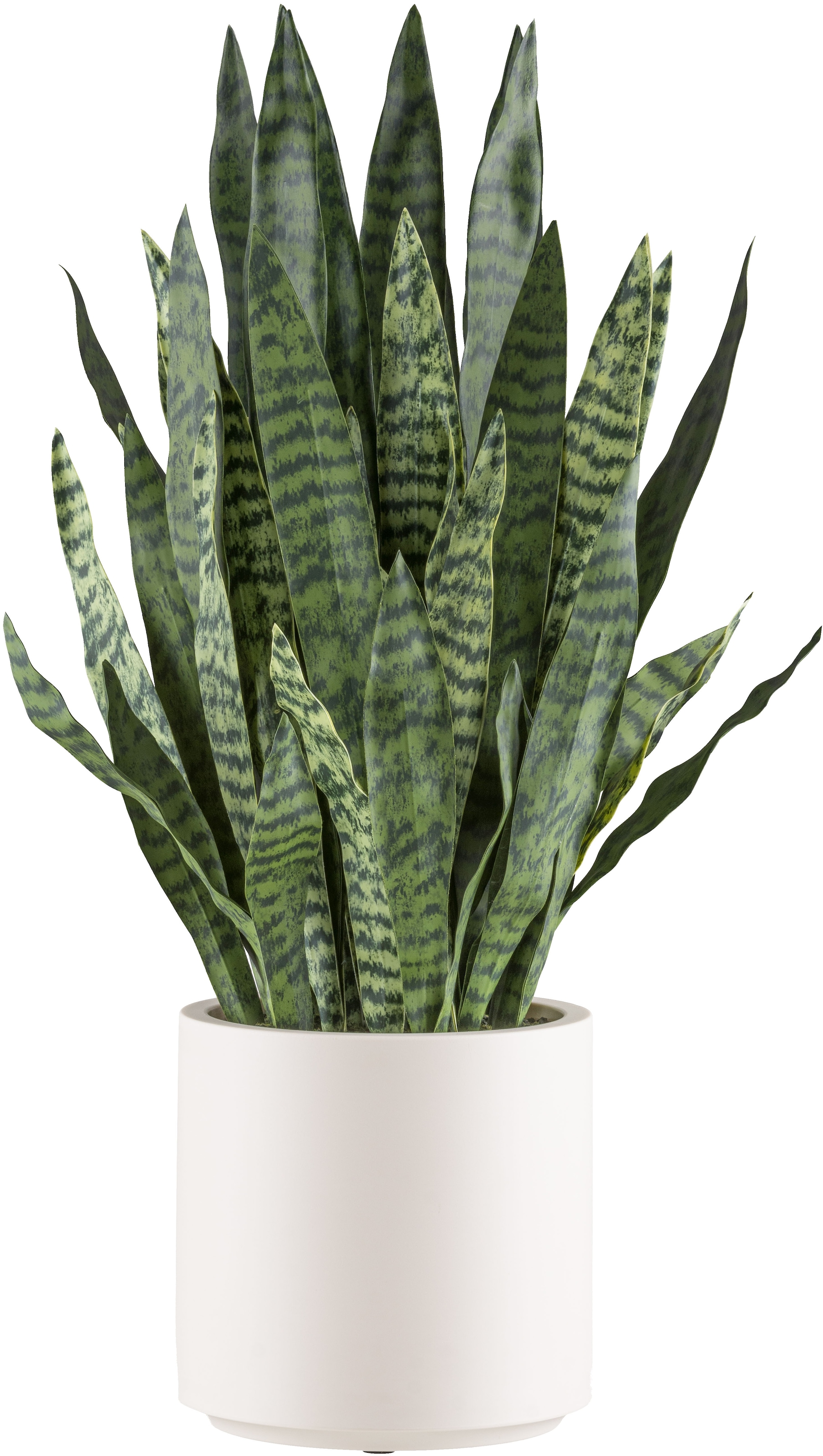 Creativ green Kunstpflanze »Sanseveria zeylanica«, im eleganten cremefarbenen Topf