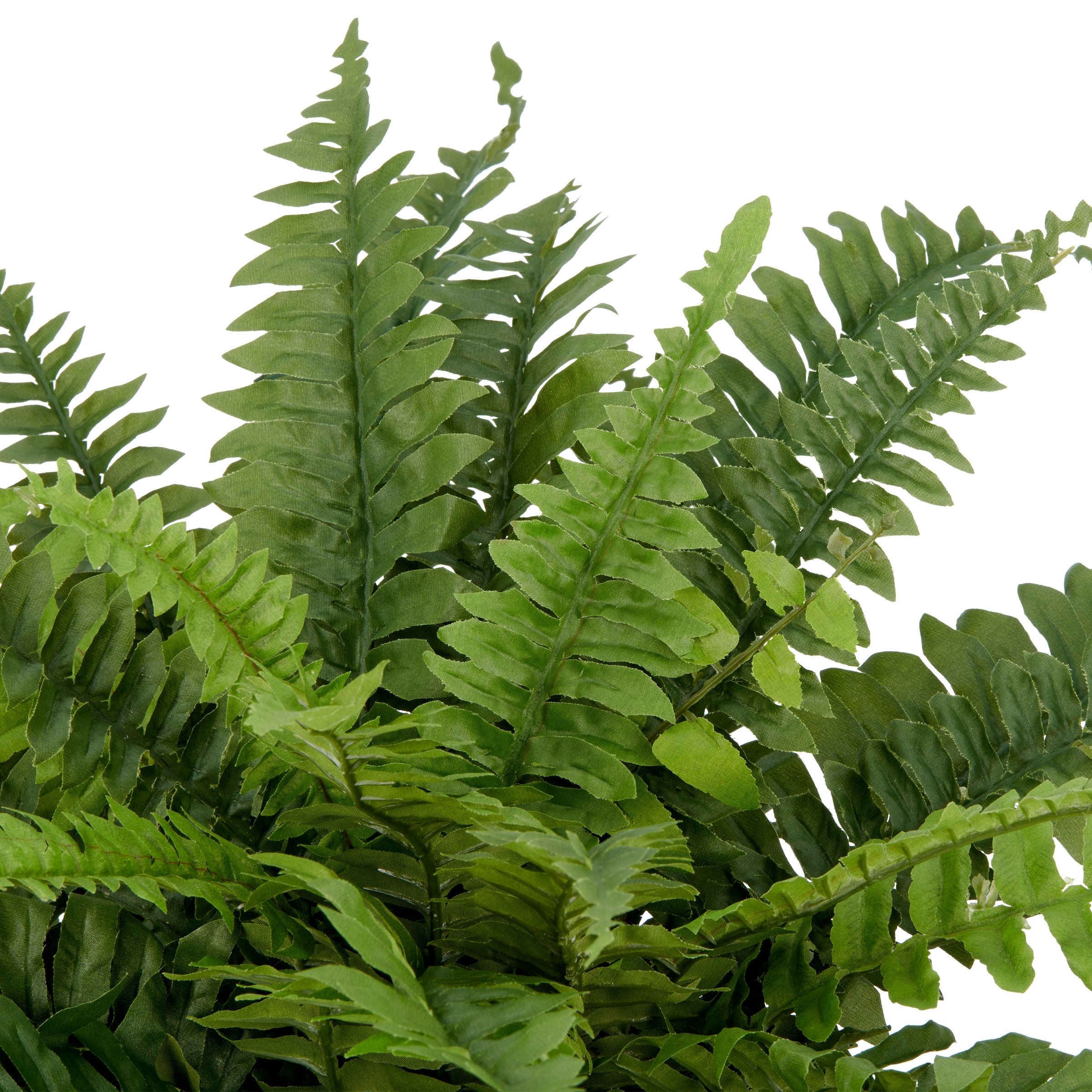 Creativ green Kunstpflanze »Bostonfarn ohne Topf« mit zahlreichen Farnwedeln