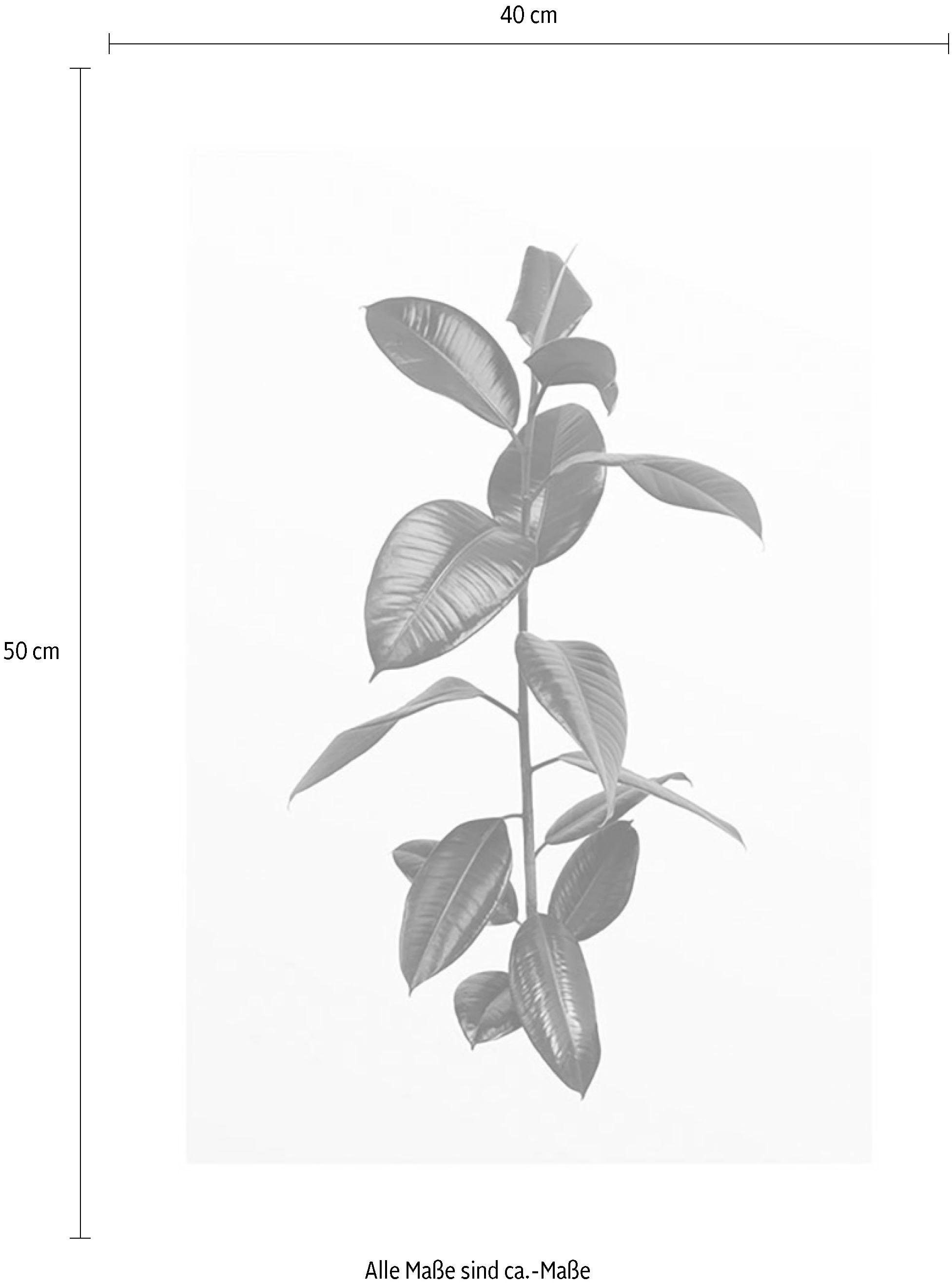 Komar Bild »Ficus Branch«, Pflanzen, (1 St.), Wandbild zur Dekoration - ohne Rahmen