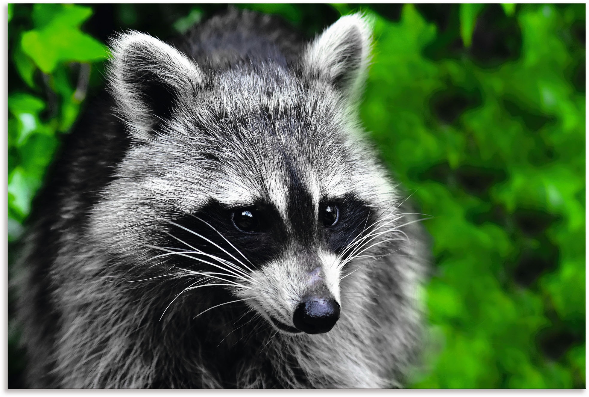 Artland Alu-Dibond-Druck »Waschbär«, Wald, (1 St.), für Innen- und Außenbereich geeignet, Outdoorbild