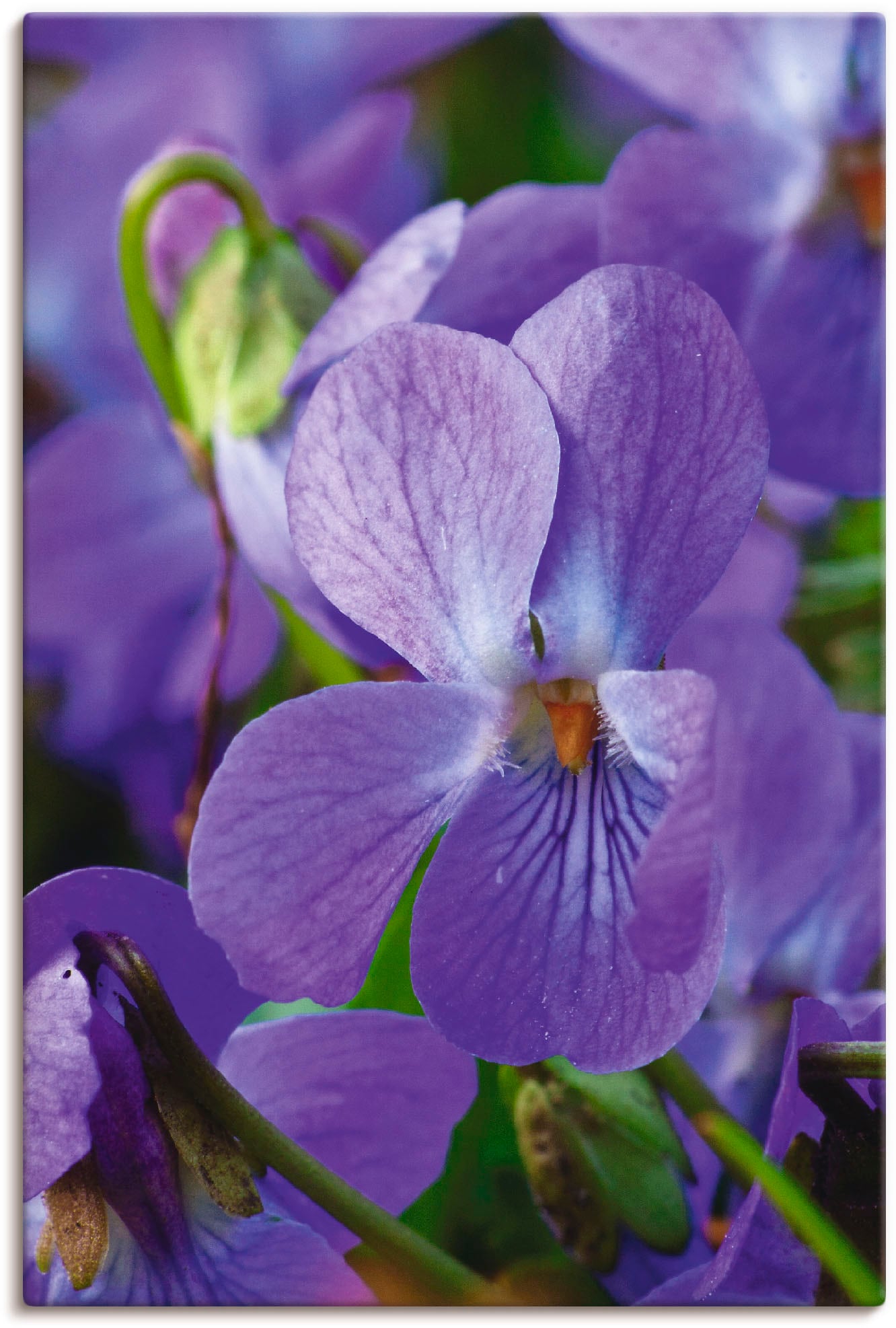 Leinwandbild, in bei Wandbild St.), Alubild, Größen »Veilchen«, als OTTO versch. Poster Artland Blumen, Wandaufkleber oder (1