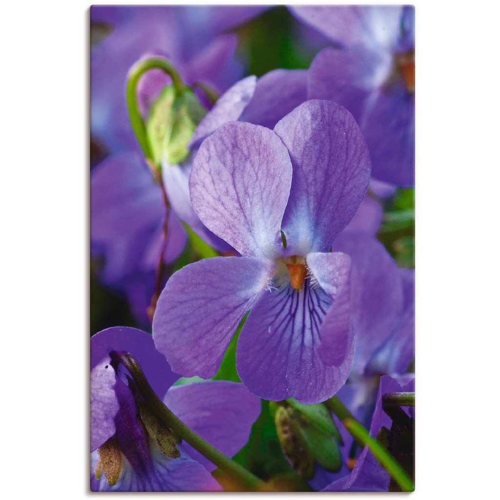 Artland Leinwandbild »Veilchen«, Blumen, (1 St.), auf Keilrahmen gespannt