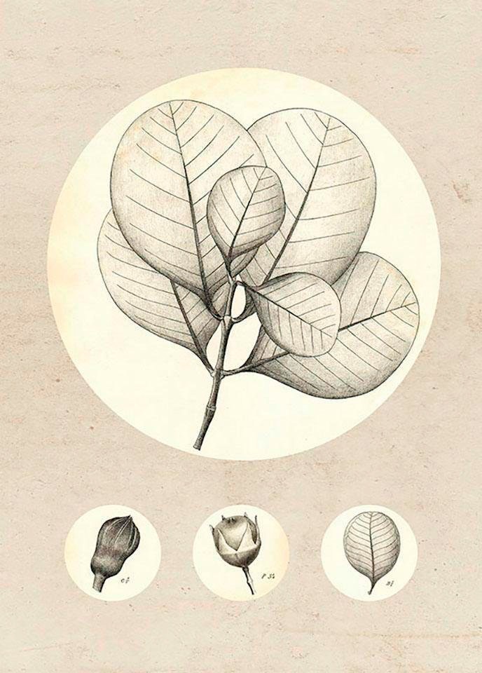 Komar Bild »Transparent Leaf«, Pflanzen-Blätter, (1 St.), Wandbild zur Dekoration - ohne Rahmen