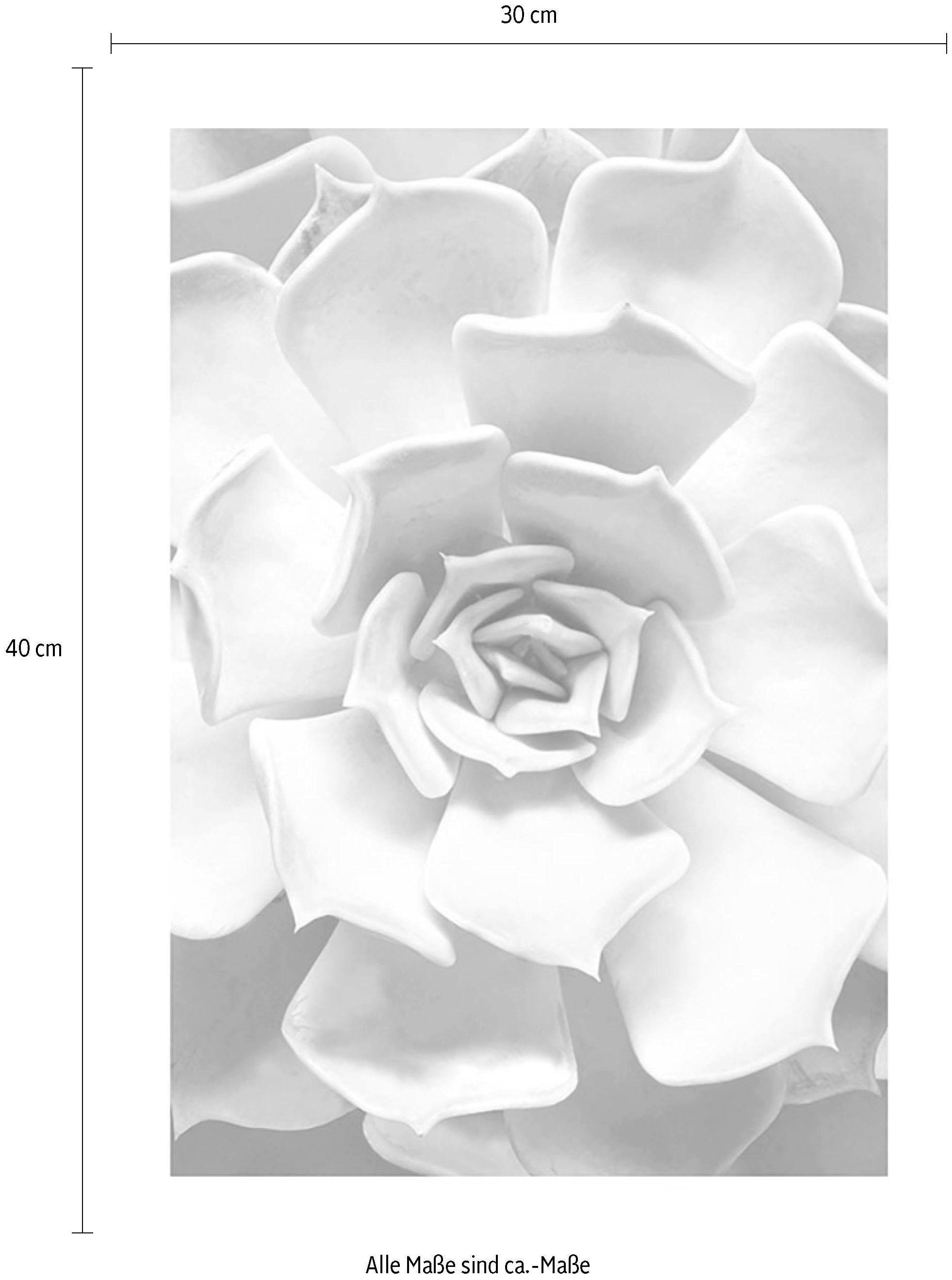 Komar Bild »Succulent Closeup« Blätter | Pflanzen 1 Stk. tlg. Wandbild zur Dekoration - ohne Rahmen