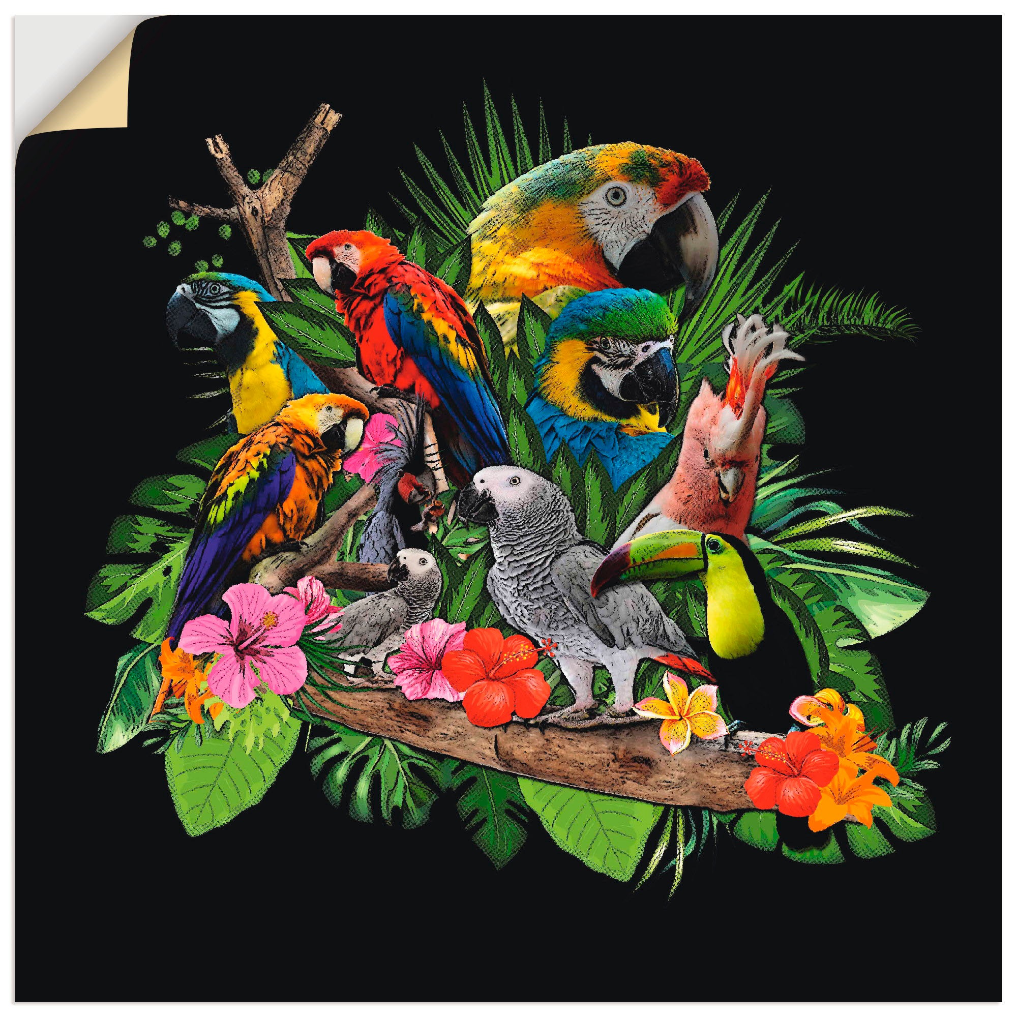 Artland Wandbild »Papageien Graupapagei Kakadu Dschungel«, Vögel, (1 St.), als Alubild, Outdoorbild, Leinwandbild, Poster, Wandaufkleber