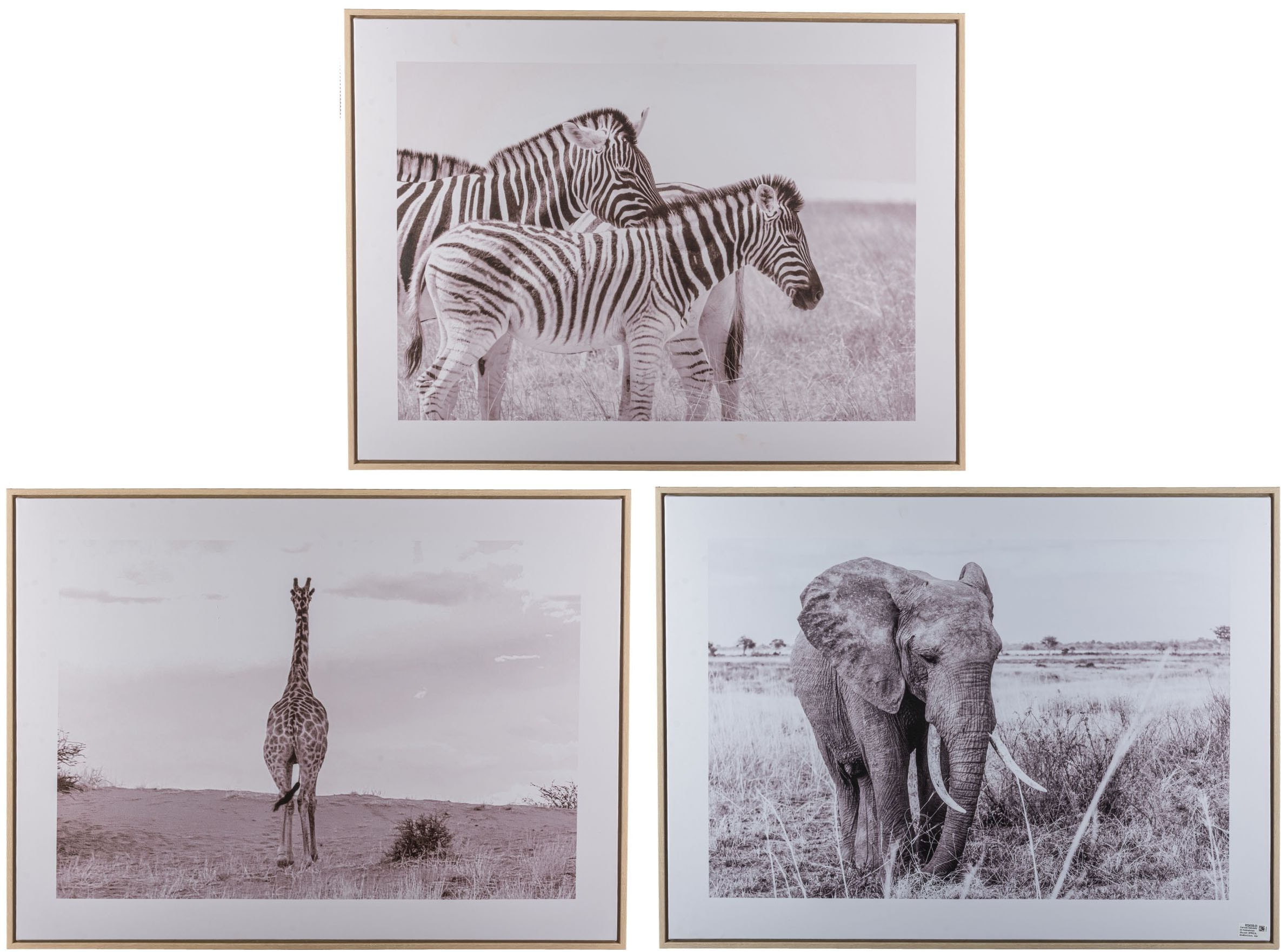 Creativ home Bild mit Rahmen »Elefant«, (1 St.), mit schwarz-weißem Motiv