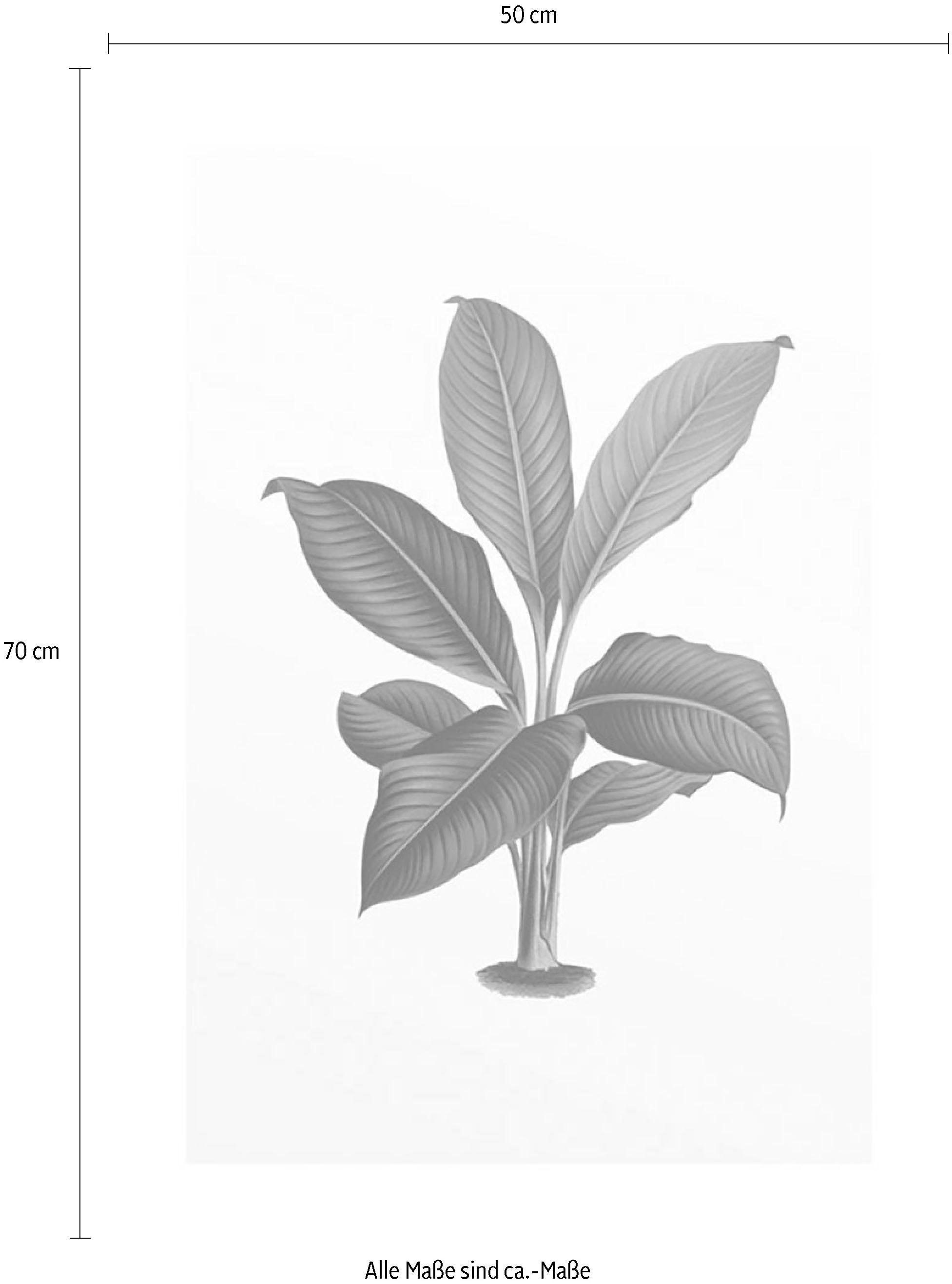 Komar Bild »Elastica Leaf«, Pflanzen-Blätter, (1 St.), Wandbild zur Dekoration - ohne Rahmen