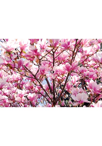Papermoon Fototapete »Blühende Magnolie«, Vliestapete, hochwertiger Digitaldruck kaufen