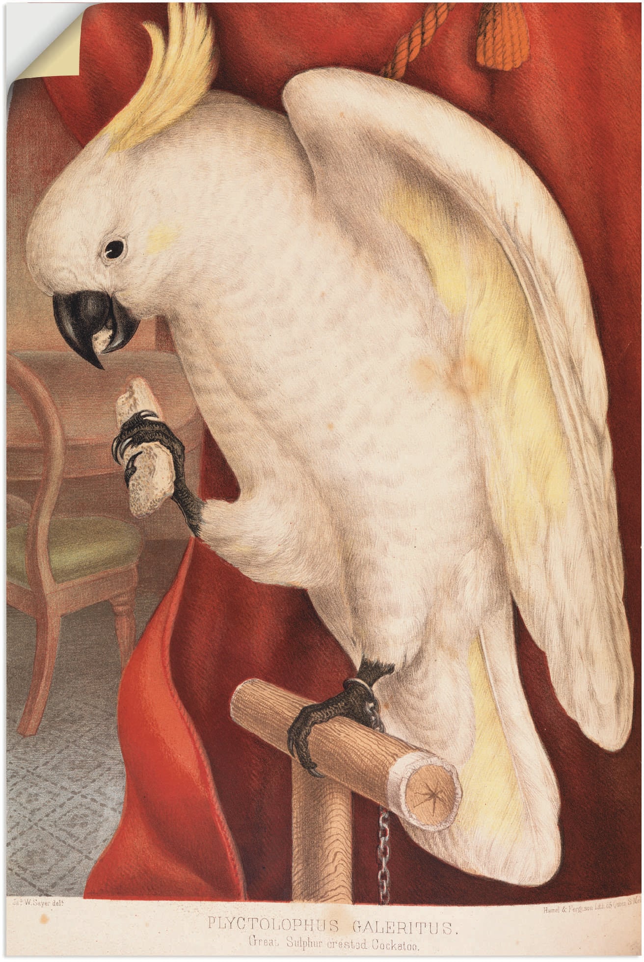 Wandfolie »Großer Gelbhaubenkakadu«, Vogelbilder, (1 St.), selbstklebend