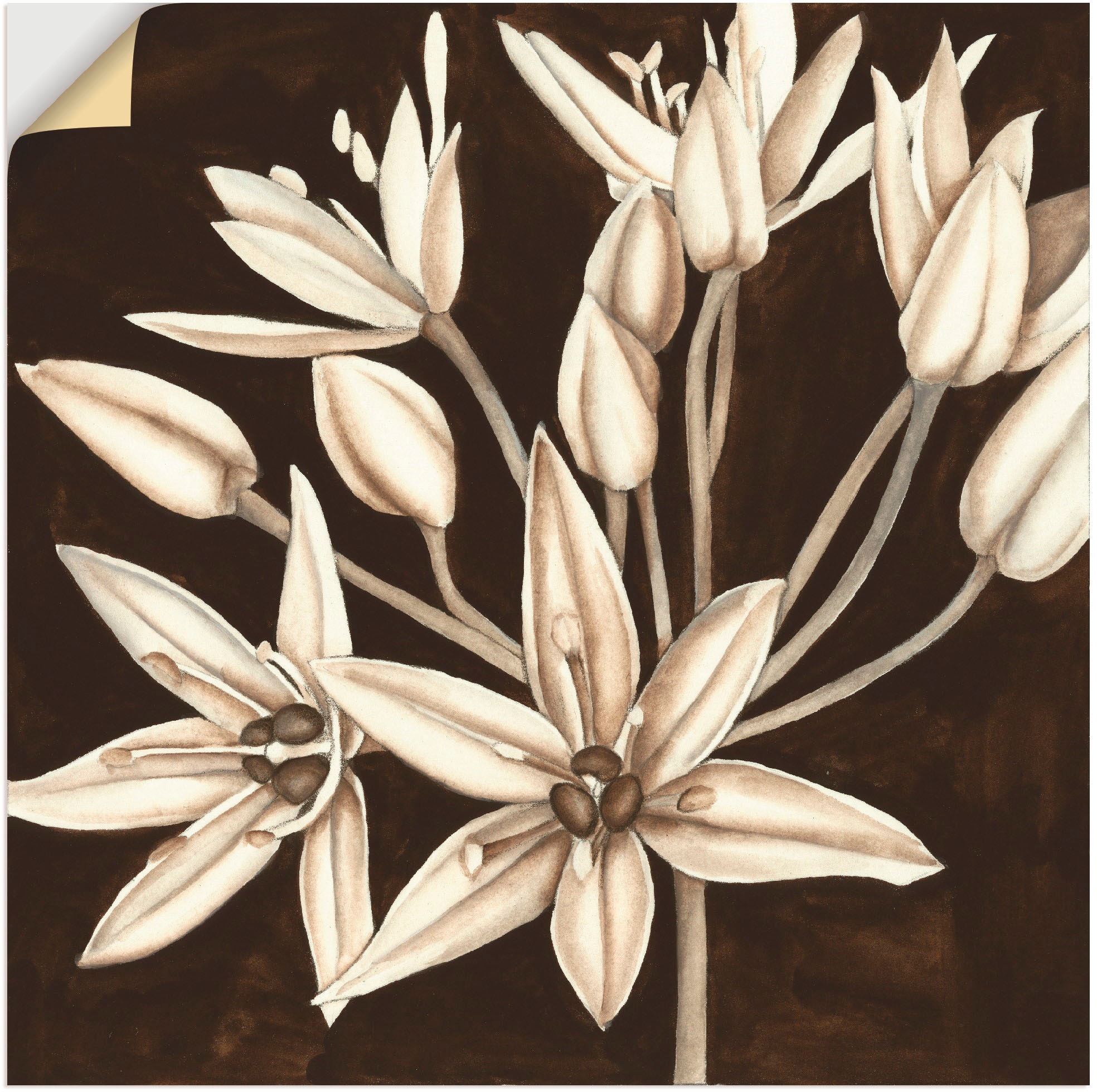Artland Wandbild »Sepia Lilie IV«, Blumen, (1 St.), in vielen Größen & Produktarten - Alubild / Outdoorbild für den Außenbereich, Leinwandbild, Poster, Wandaufkleber / Wandtattoo auch für Badezimmer geeignet