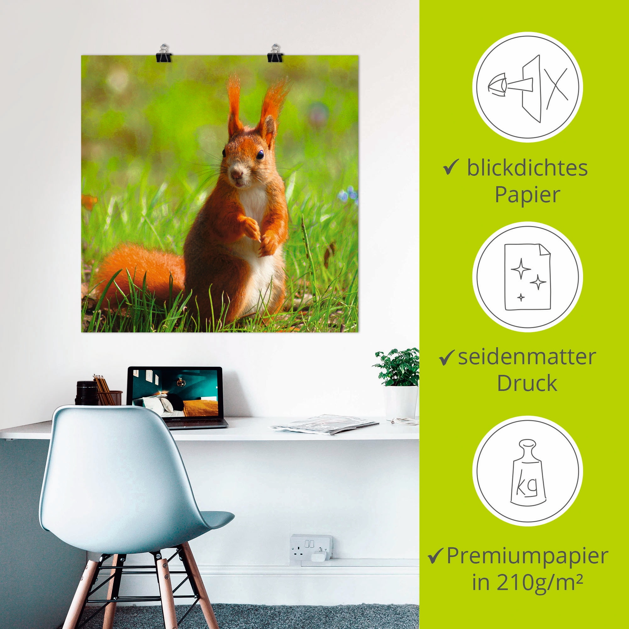 Artland Poster »Eichhörnchen Kontakt«, Wildtiere, (1 St.), als Leinwandbild, Wandaufkleber oder Poster in versch. Größen