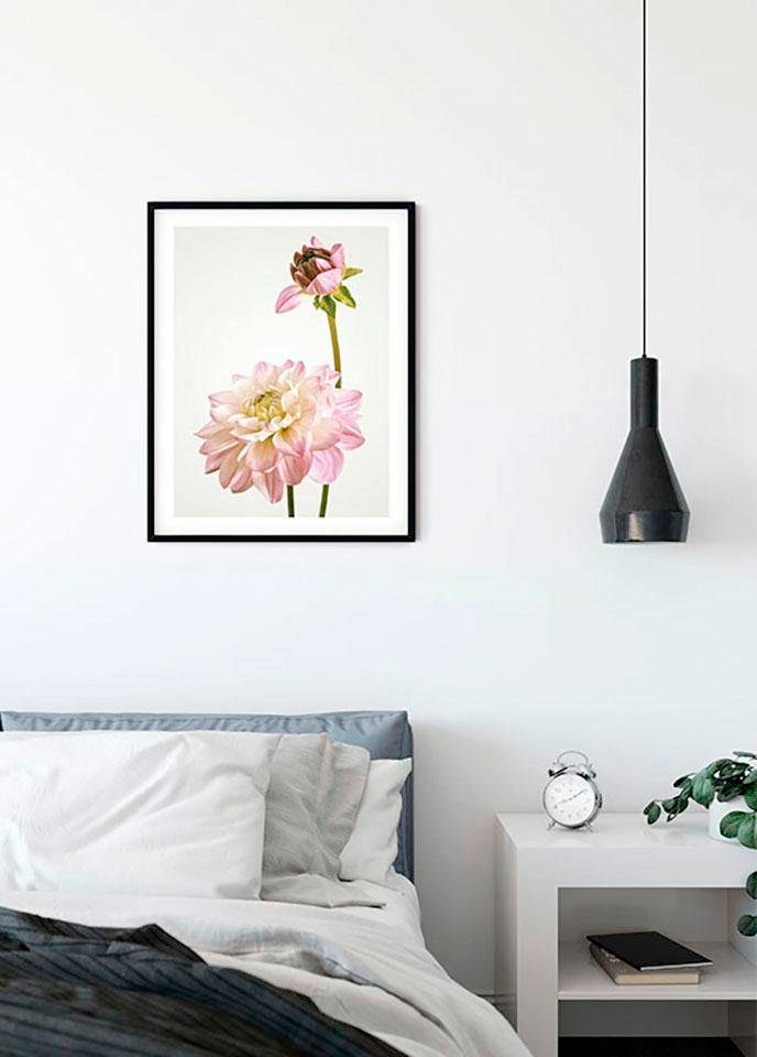 Komar Bild »Dahlia« Blumen 1 Stk. tlg. Wandbild zur Dekoration - ohne Rahmen