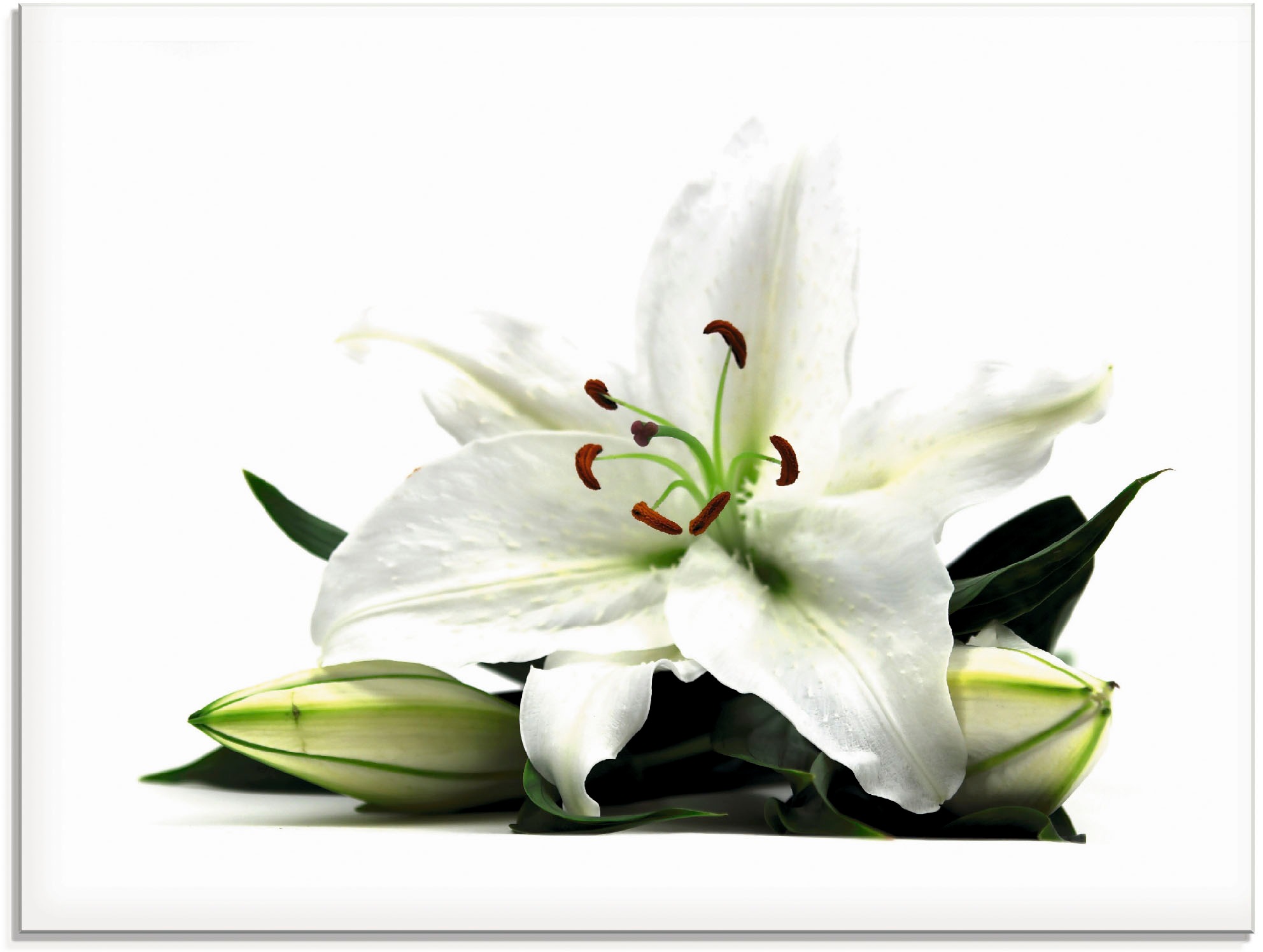 Artland Glasbild »Große Lilie«, Blumen, (1 St.), in verschiedenen Größen