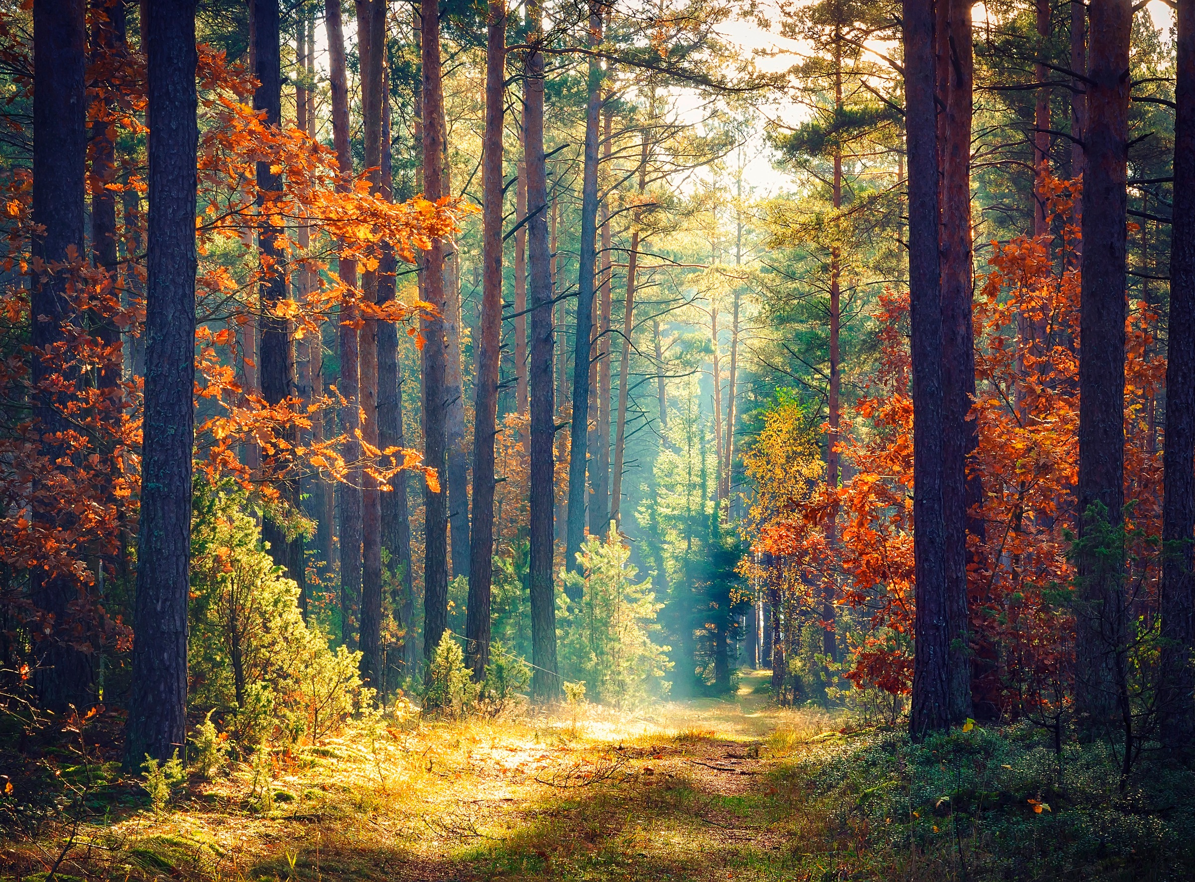 Fototapete »Autumn Forest Sun Rays«