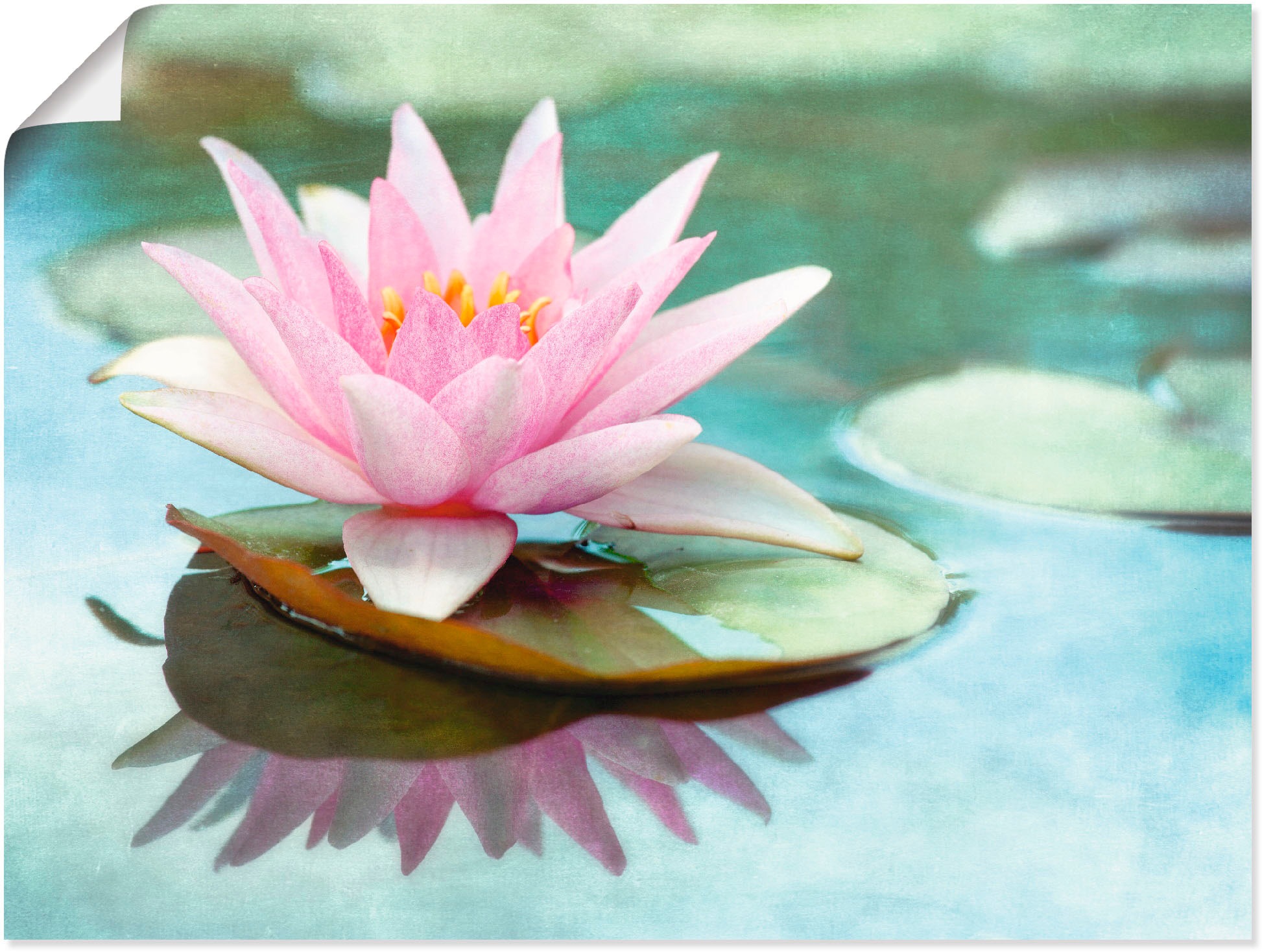 Artland Wandbild »Rosa Seerose«, Blumen, (1 St.), in vielen Größen & Produktarten -Leinwandbild, Poster, Wandaufkleber / Wandtattoo auch für Badezimmer geeignet