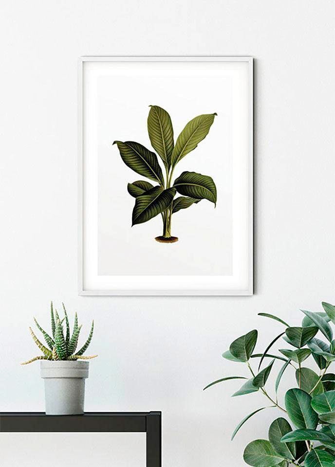 Komar Bild »Elastica Leaf«, Pflanzen-Blätter, (1 St.), Wandbild zur Dekoration - ohne Rahmen