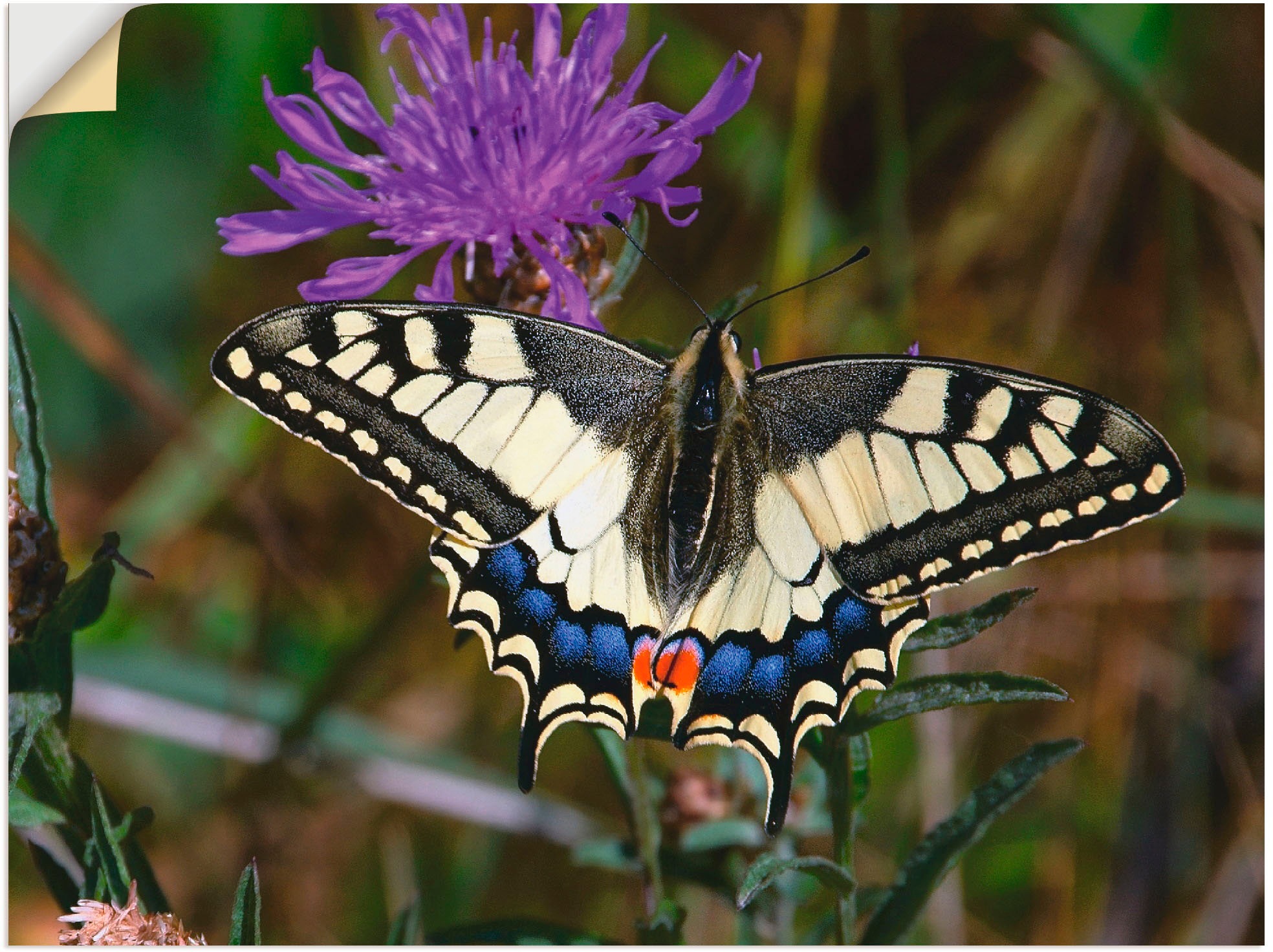 Artland Wandbild »Schwalbenschwanz im Anflug«, Insekten, (1 St.), in vielen Größen & Produktarten -Leinwandbild, Poster, Wandaufkleber / Wandtattoo auch für Badezimmer geeignet