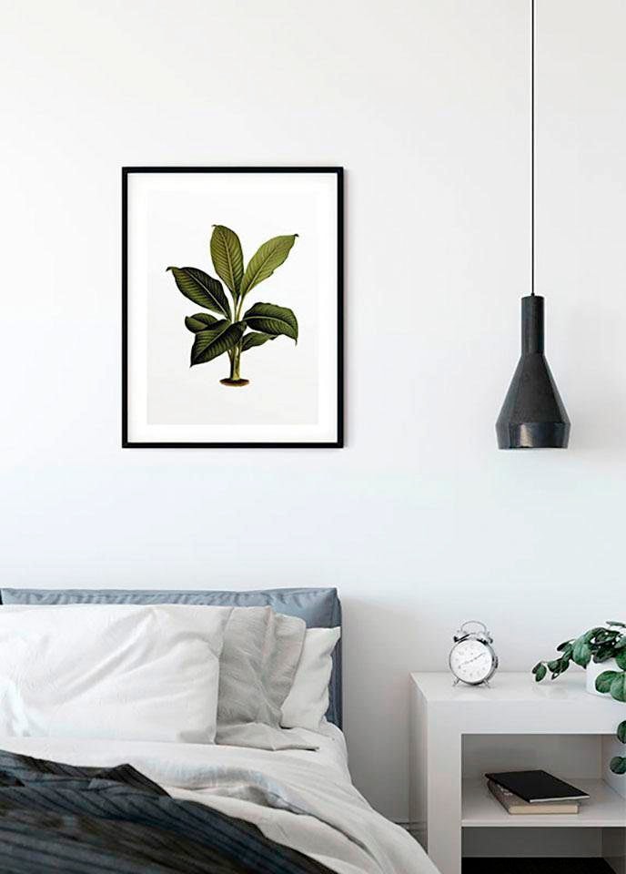 Komar Bild »Elastica Leaf«, Pflanzen-Blätter, (1 St.), Wandbild zur Dekoration - ohne Rahmen