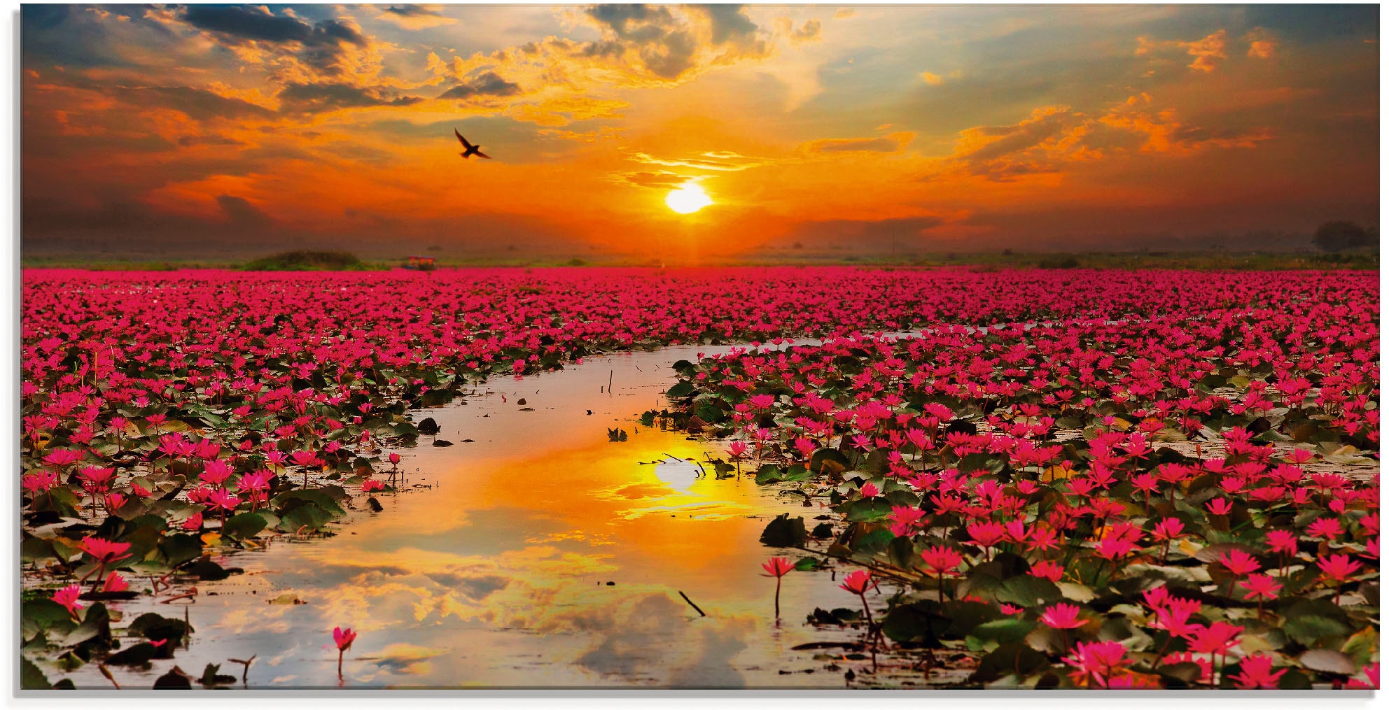 Artland Glasbild »Sonnenschein blühende Lotusblume«, Blumen, (1 St.), in  verschiedenen Größen bei OTTO