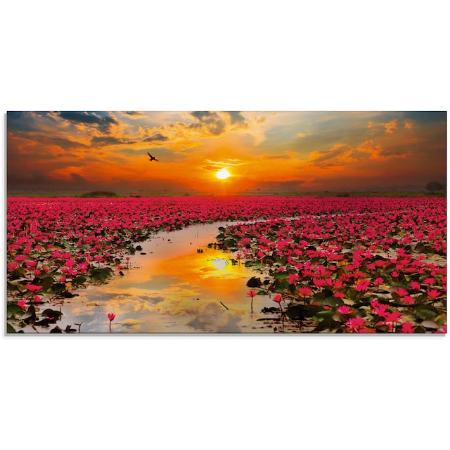 Artland Glasbild »Sonnenschein blühende Lotusblume«, Blumen, (1 St.), in  verschiedenen Größen bei OTTO