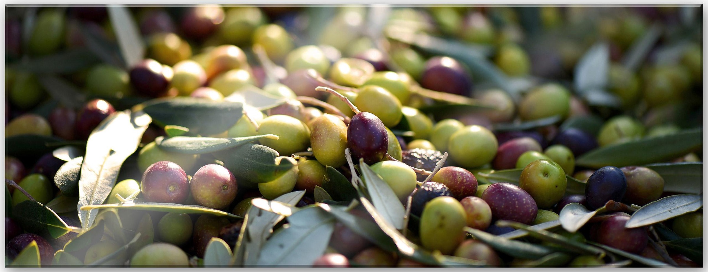 Wall-Art Acrylglasbild »Mediterrane Oliven - Panorama«, 80/30 cm