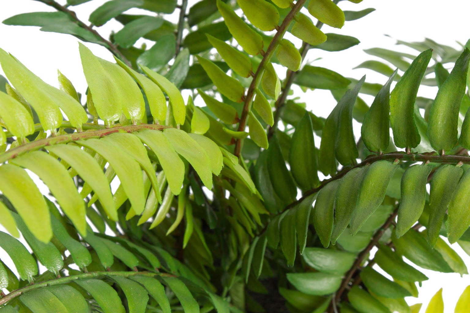 Botanic-Haus Künstliche Zimmerpflanze »Farn mit 18 Blättern«, (1 St.)  bestellen online bei OTTO