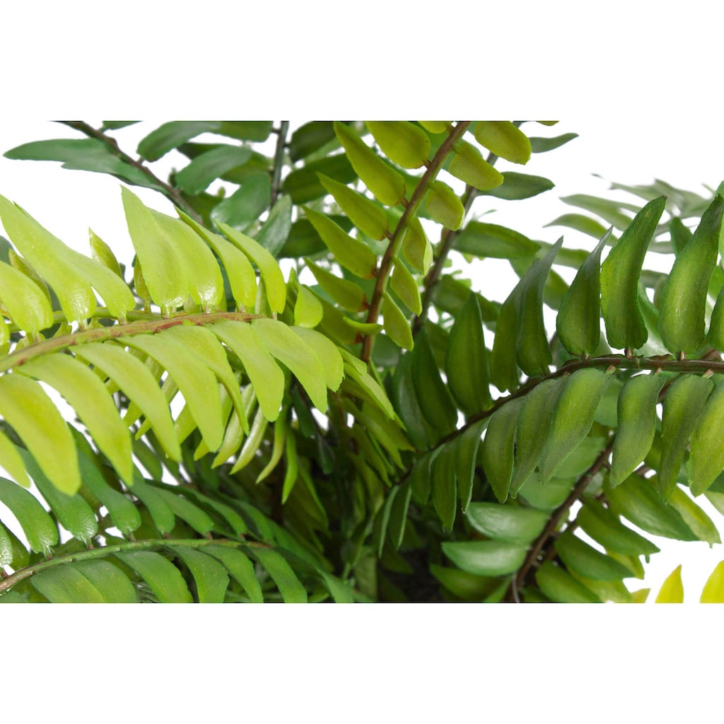 Botanic-Haus Künstliche Zimmerpflanze »Farn mit 18 Blättern«