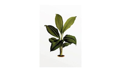 Komar Poster »Elastica Leaf«, Pflanzen-Blätter, Höhe: 70cm kaufen