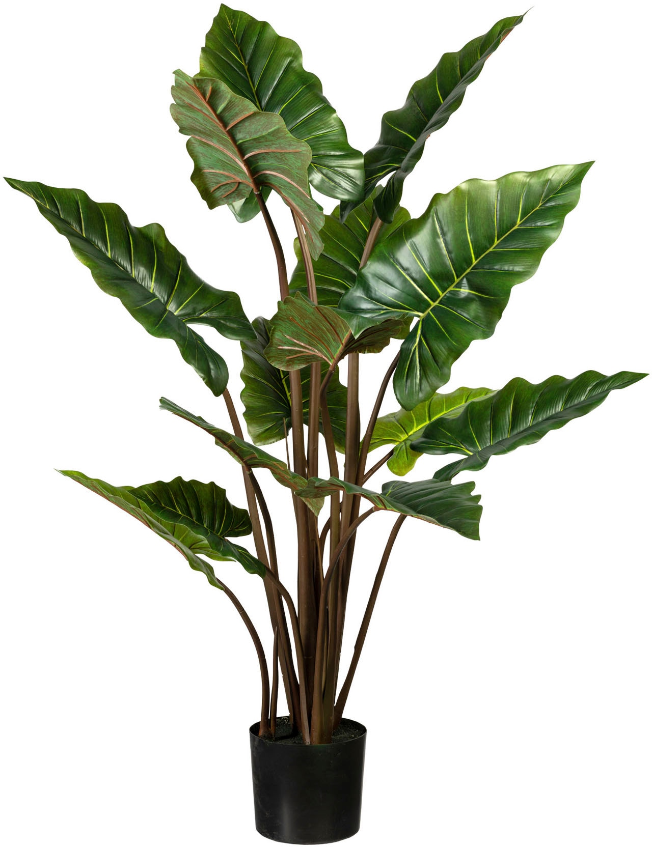 Creativ green Künstliche Zimmerpflanze »Agave americana variegata«, (1 St.)  im OTTO Online Shop