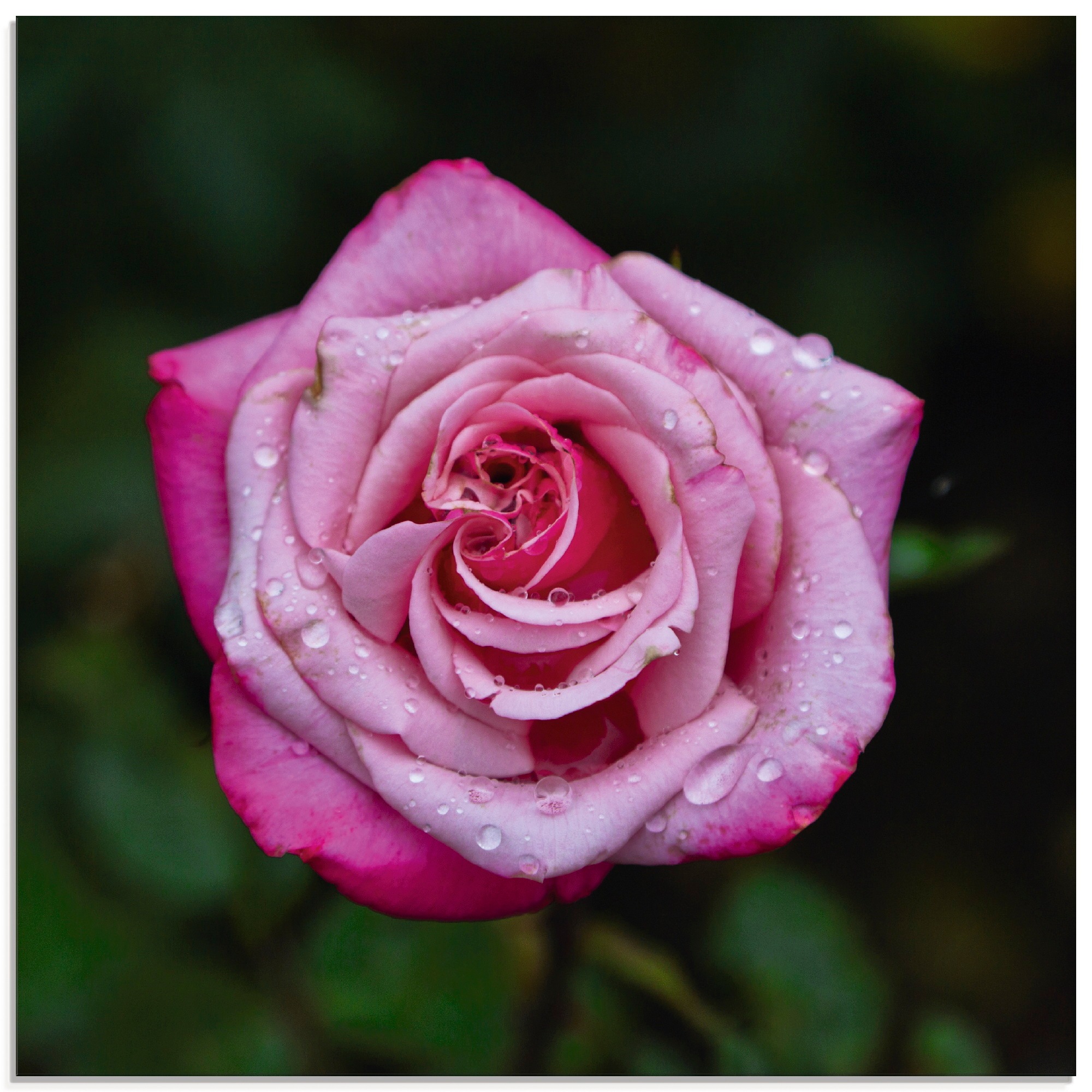 Artland Glasbild »Rose in Rosa«, Blumen, (1 St.)