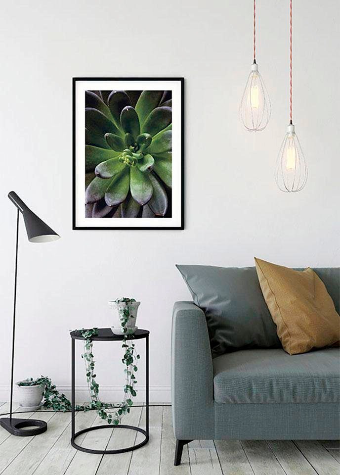 Komar Bild »Succulent Single«, Pflanzen-Blätter, (1 St.), Wandbild zur Dekoration - ohne Rahmen