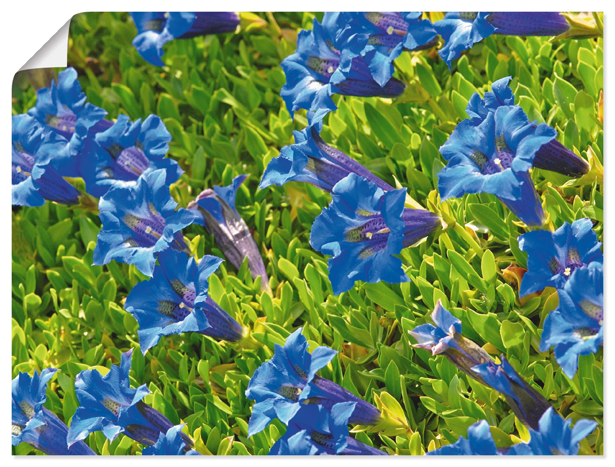 Artland Wandbild »Enzian«, Blumenwiese, (1 St.), in vielen Größen & Produktarten -Leinwandbild, Poster, Wandaufkleber / Wandtattoo auch für Badezimmer geeignet