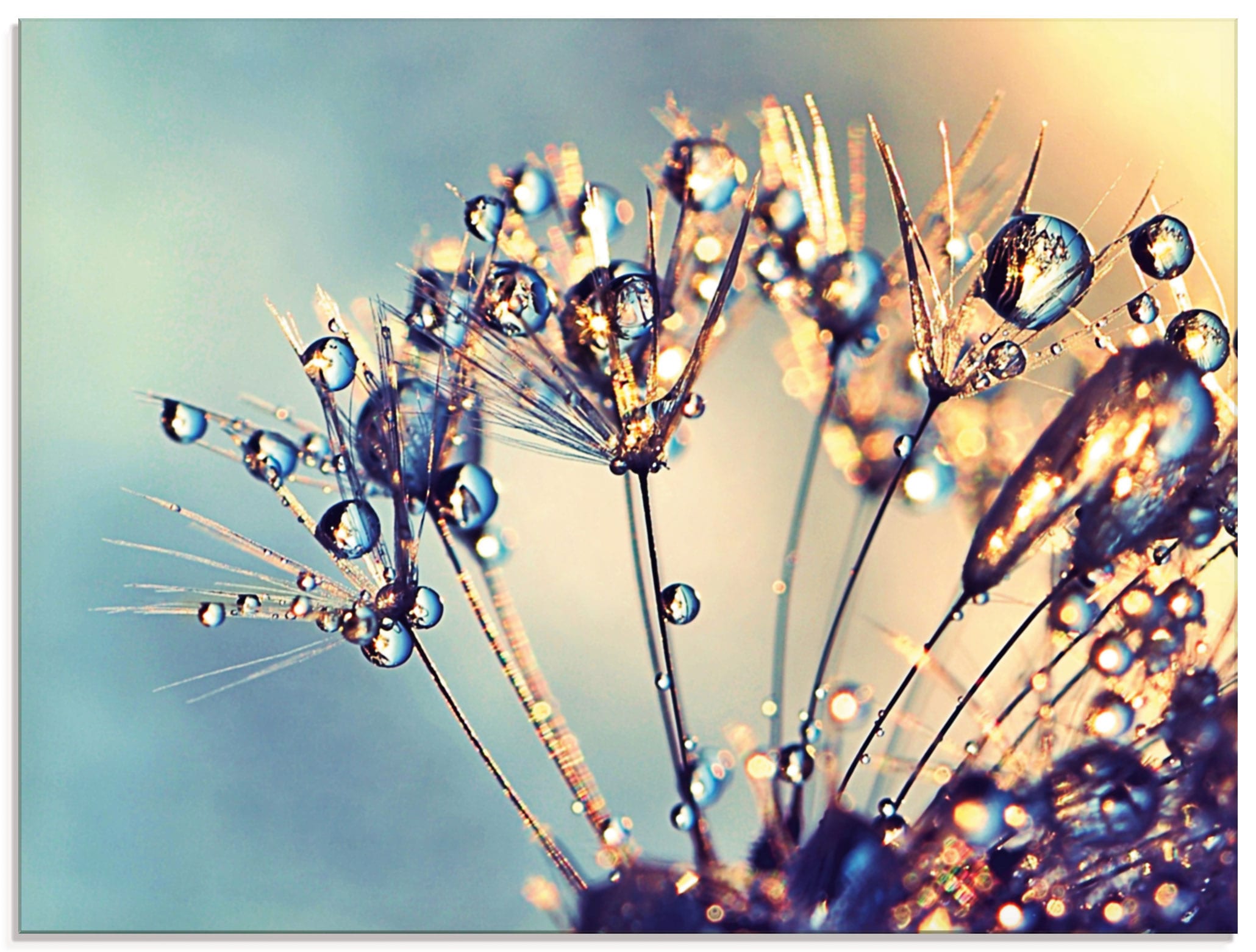 Artland Glasbild »Pusteblume Glitzertau«, Blumen, (1 St.), in verschiedenen  Größen bestellen online bei OTTO