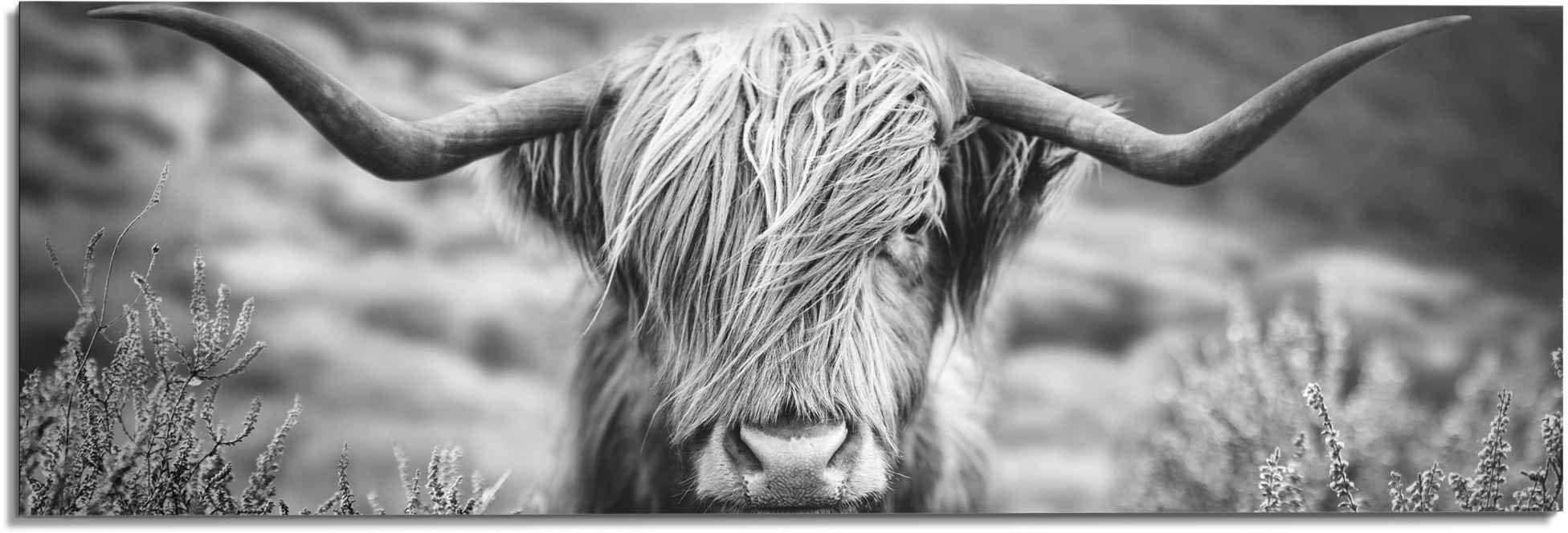 Reinders! Wandbild »Wandbild OTTO - Kuh, Bild«, bei Nahaufnahme Highlander - Bulle (1 Hochlandrind St.) Tiermotiv