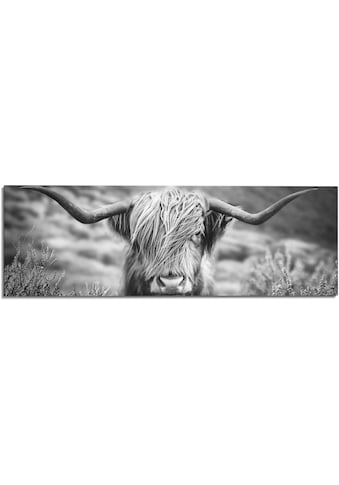 Reinders! Wandbild »Wandbild Highlander Bulle Tiermotiv - Nahaufnahme - Hochlandrind... kaufen
