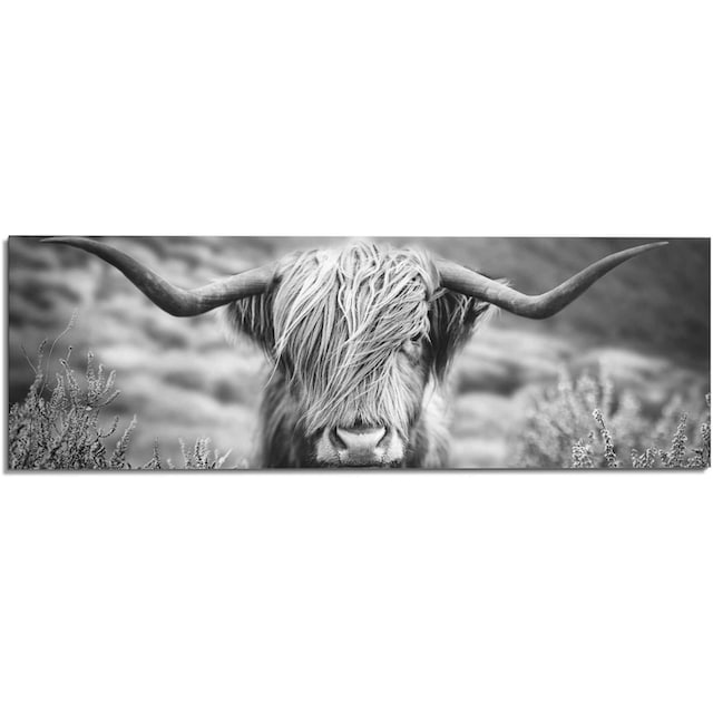 Reinders! Wandbild »Wandbild Highlander Bulle Tiermotiv - Nahaufnahme -  Hochlandrind Bild«, Kuh, (1 St.) bei OTTO